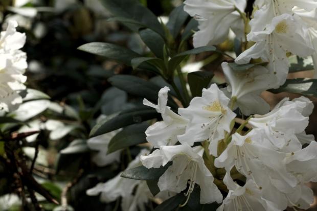 Weißer Rhododendron, weil es unser erste gemeinsamer Frühling ist. http://diyane.tumblr.com/