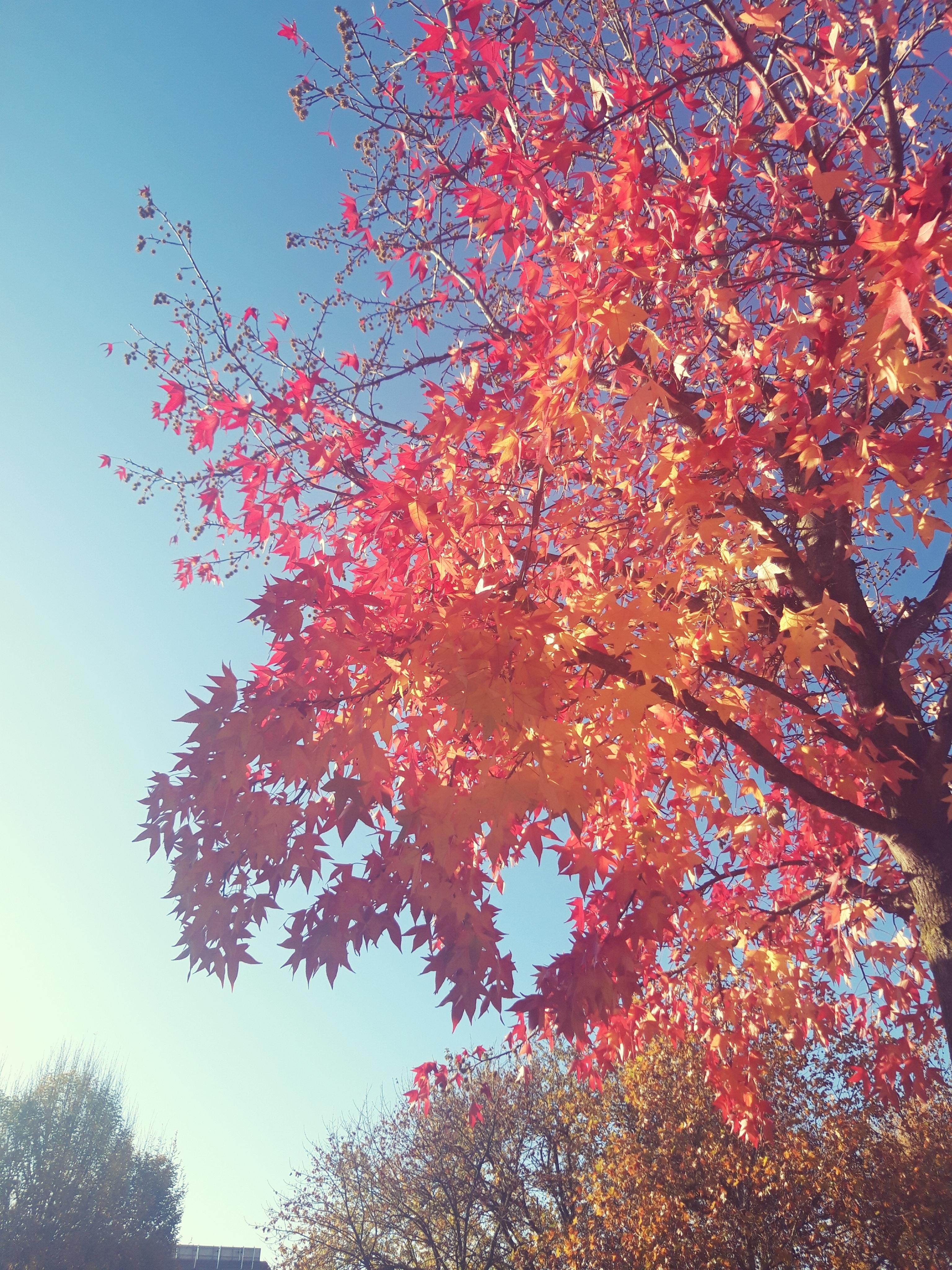 Wenn beim Spaziergang die Sonne die Farben der Blätter erleuchten lässt. 
#spaziergang 
#Baum
#Blätter