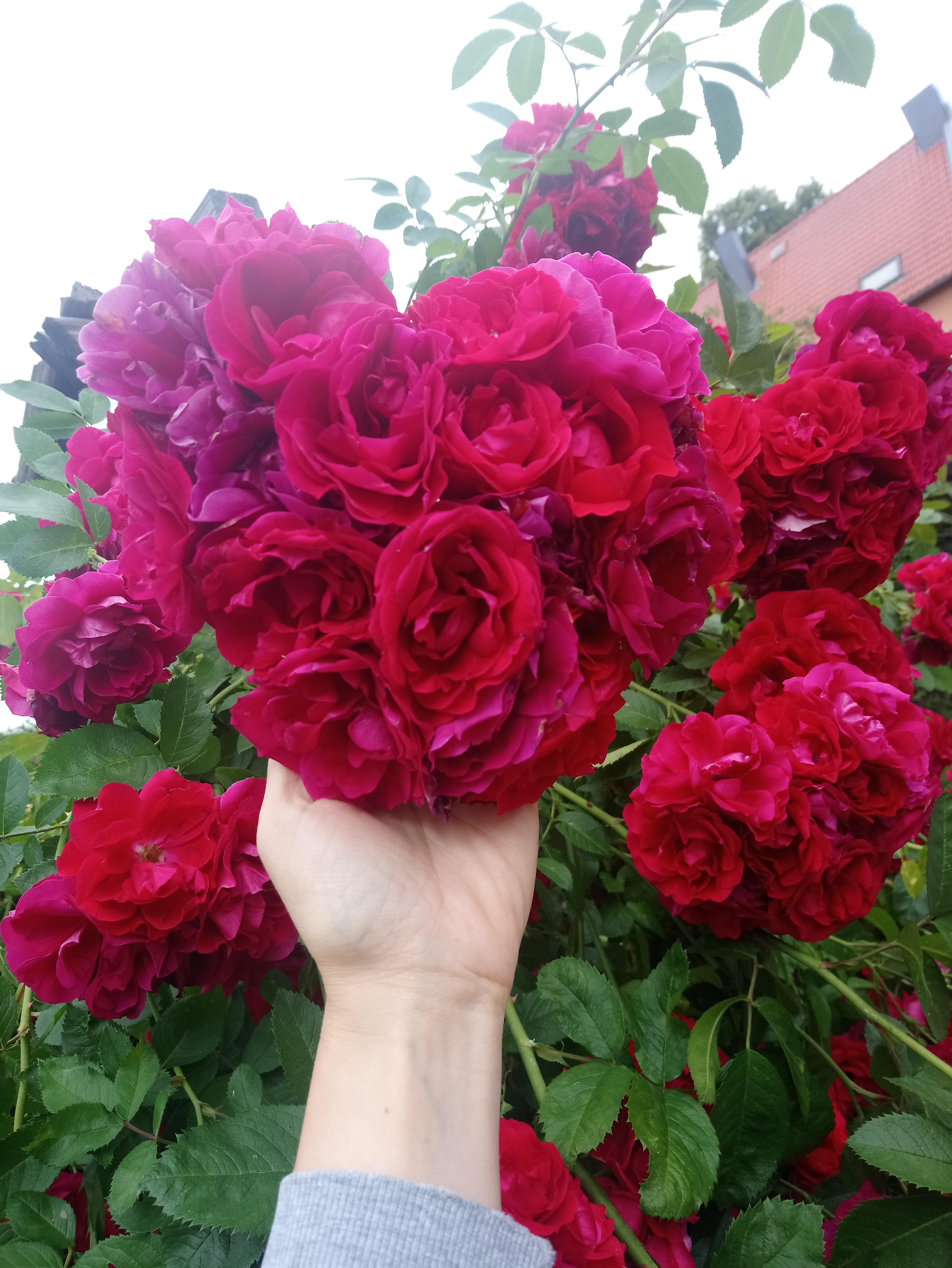 Wenn das nicht Liebe ist 💜
#Rosen #Garten