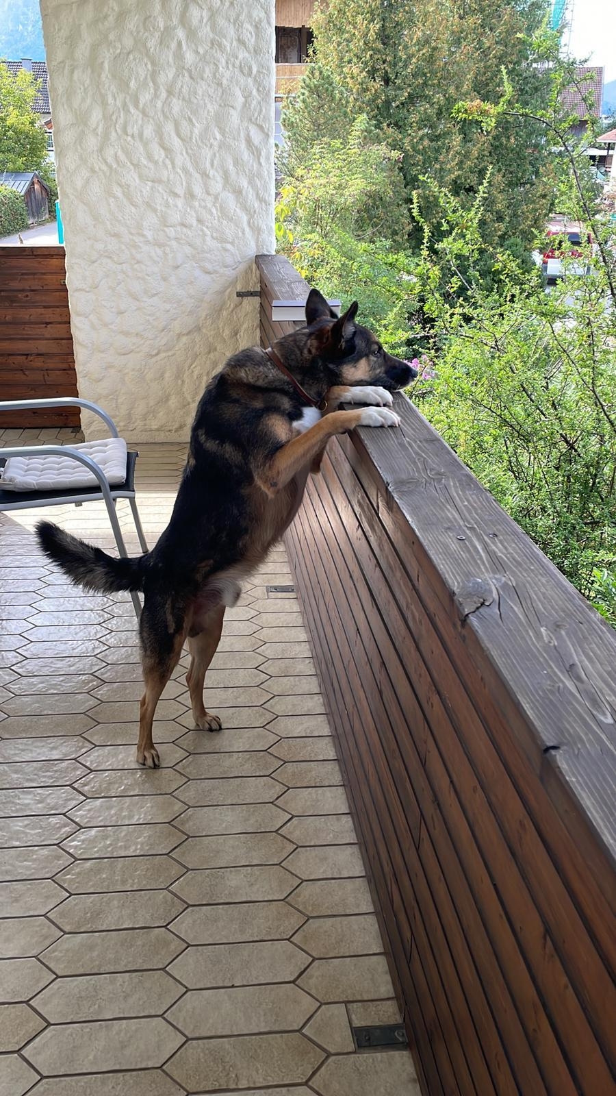 Wenn der Hund wissen will, was unten auf der Terrasse so los ist... #doglife #holiday #schaeferhund #summervibes #sommer
