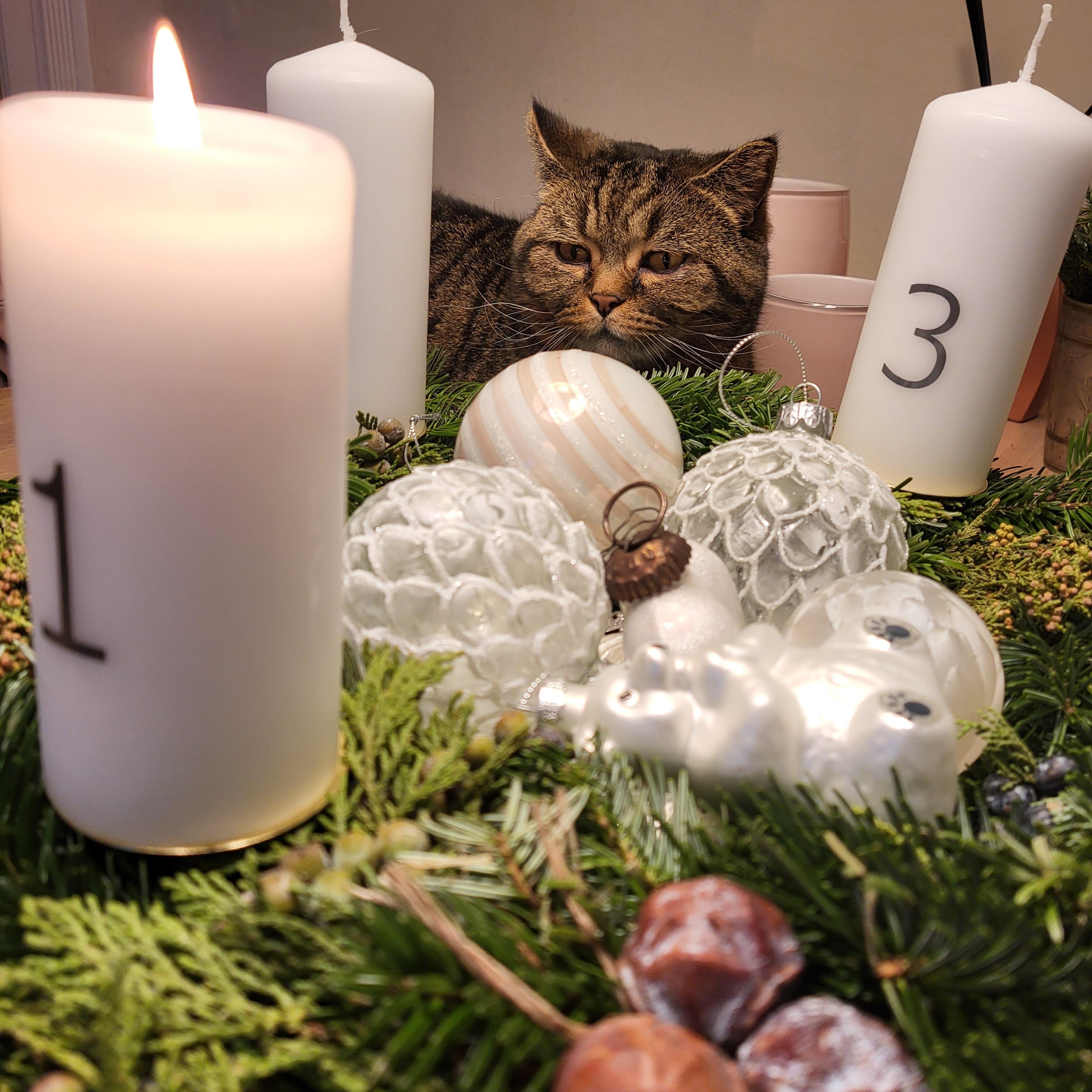 Wenn der Kater Advent mindestens genauso liebt, wie man selbst. 😻 #cat #adventskranz