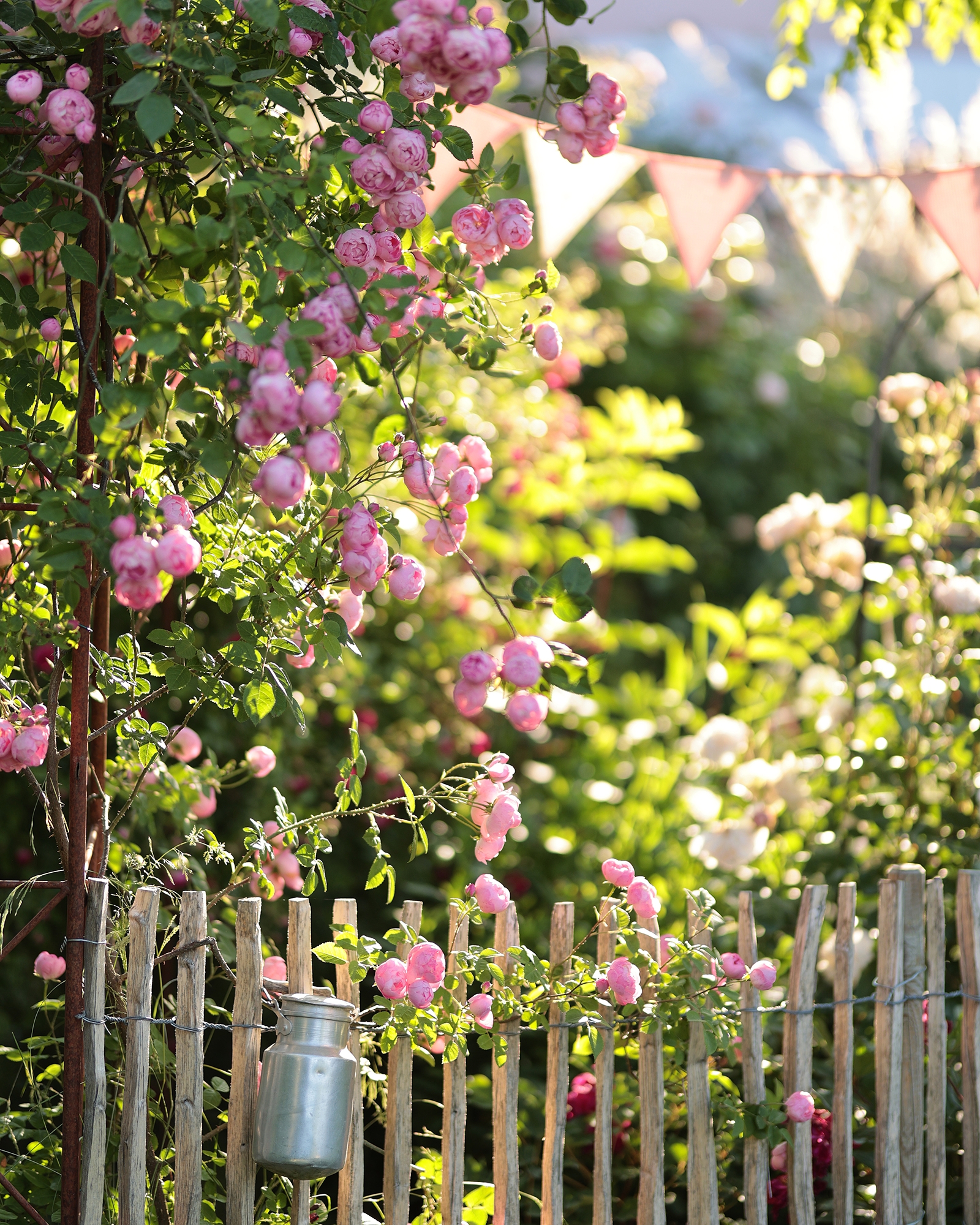 Wenn der Raubritter über den Zaun klettert, als hätte er eine romantische Mission – dann ist Sommer. #garten #gartenliebe #cottagegarten #rosengarten #staketenzaun