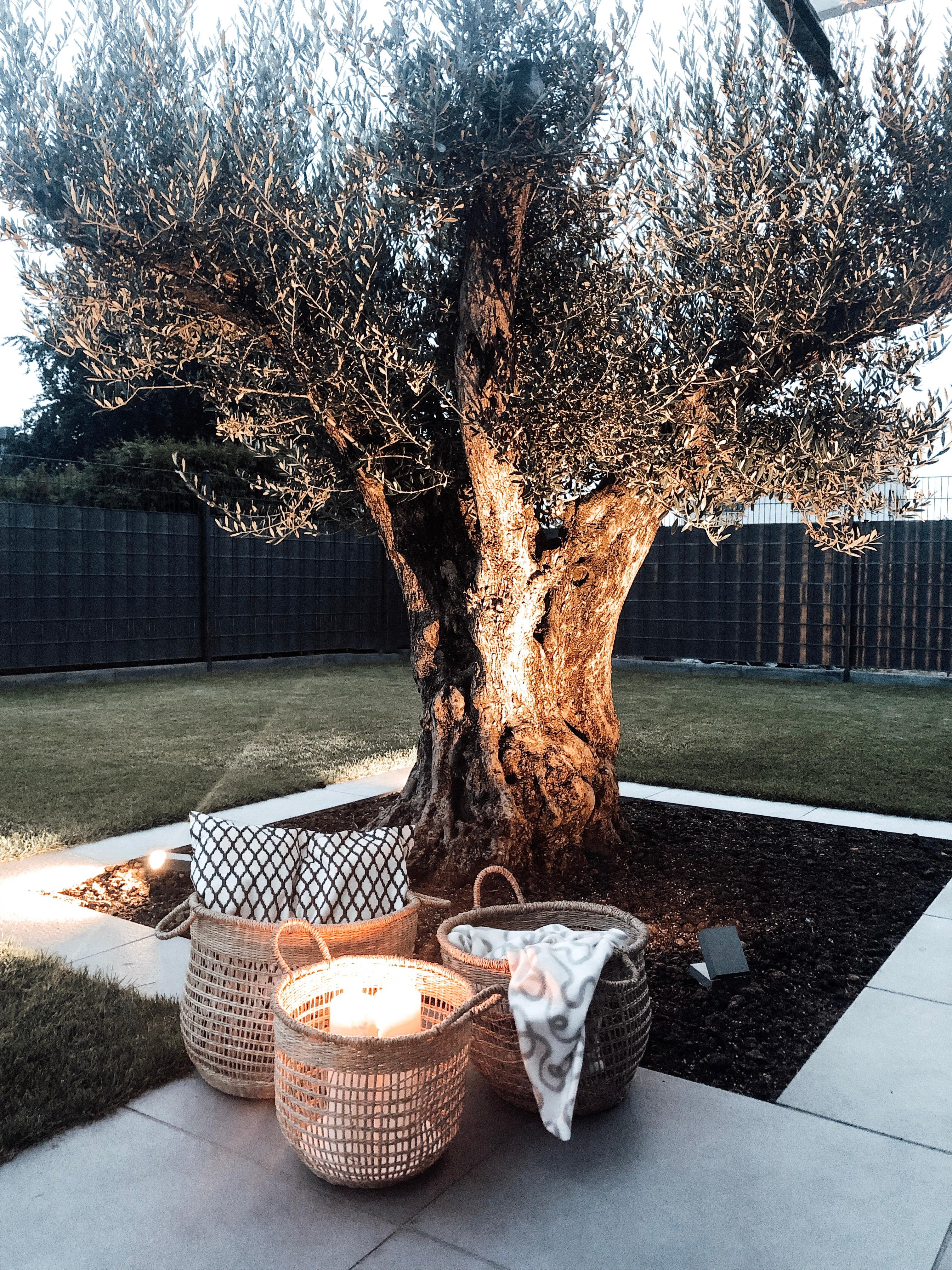 Wenn die Abende kürzer werden ... #endofsummer #olivenbaum #summernights #hausbau #outdoor