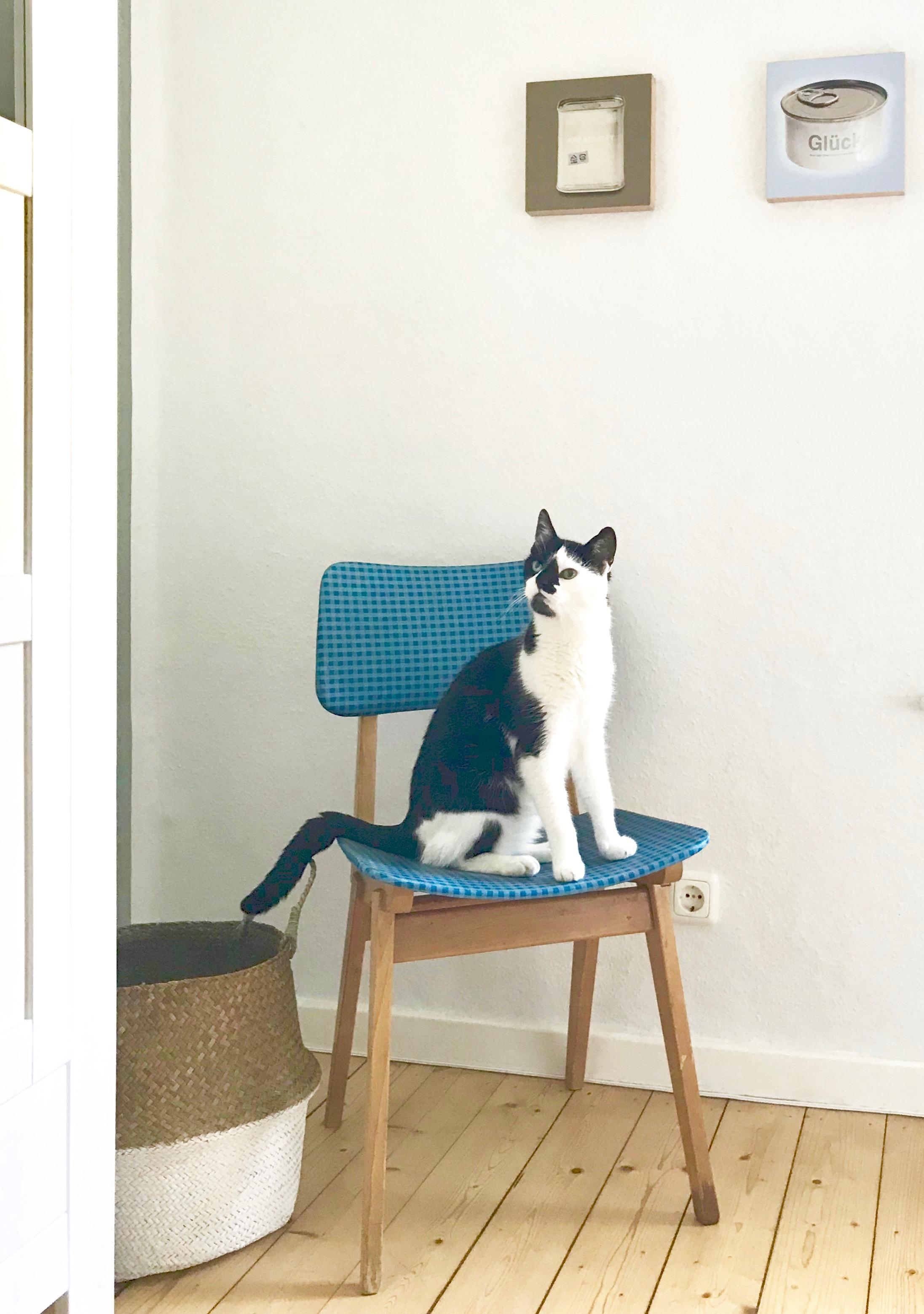 wenn die katze den neuen stuhl erkundet
#retro #vintage #ebaykleinanzeigen piet the #cowcat 