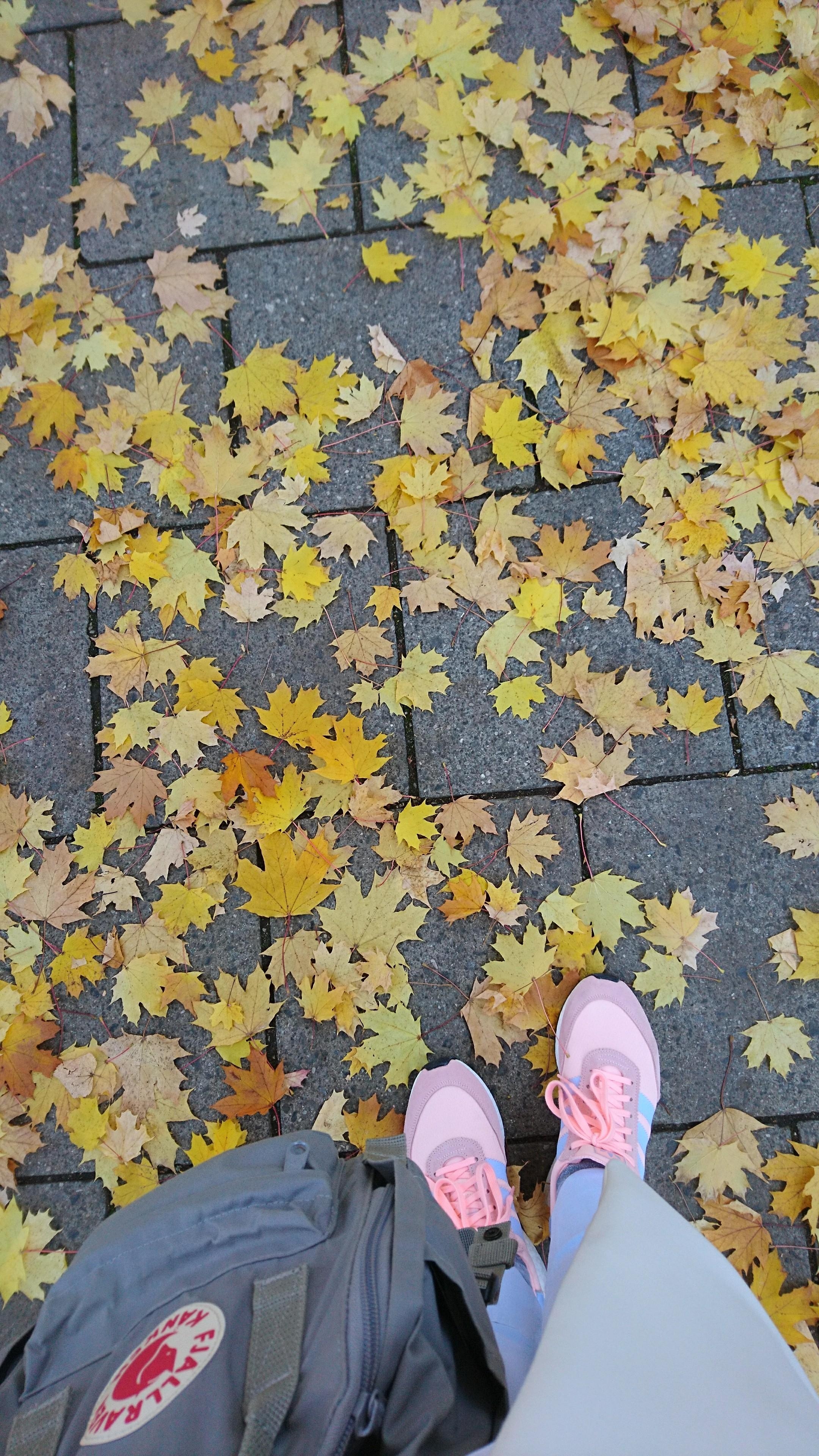 Wenn Dir der Herbst einen goldenen Teppich ausrollt 🍁☀️💛

#Ootd #adidas #blätter #goldensummer