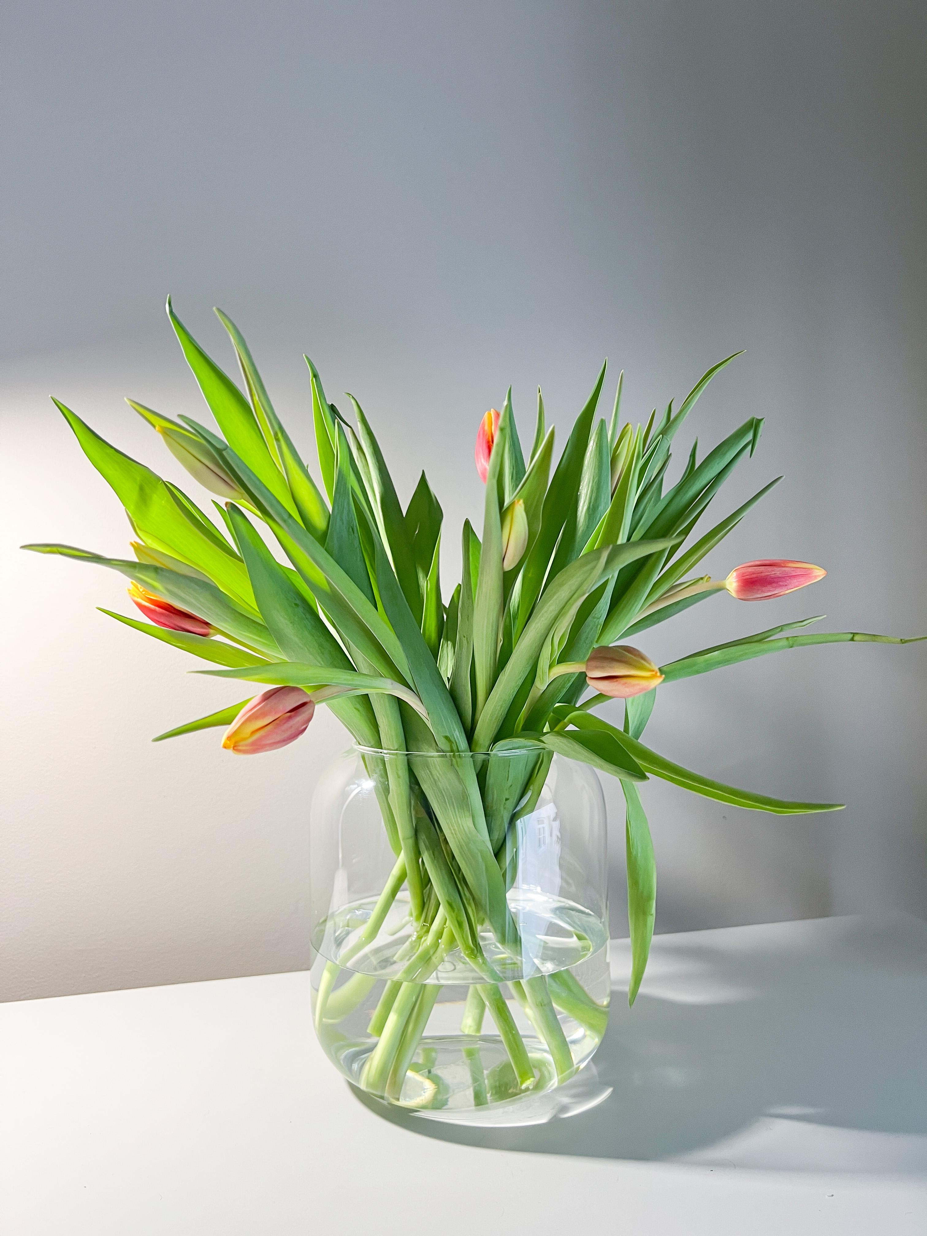 Wenn es draußen weiter so regnet, müssen halt mehr Tulpen in die Wohnung. #frühlingsboten #tulpen #winterzeit