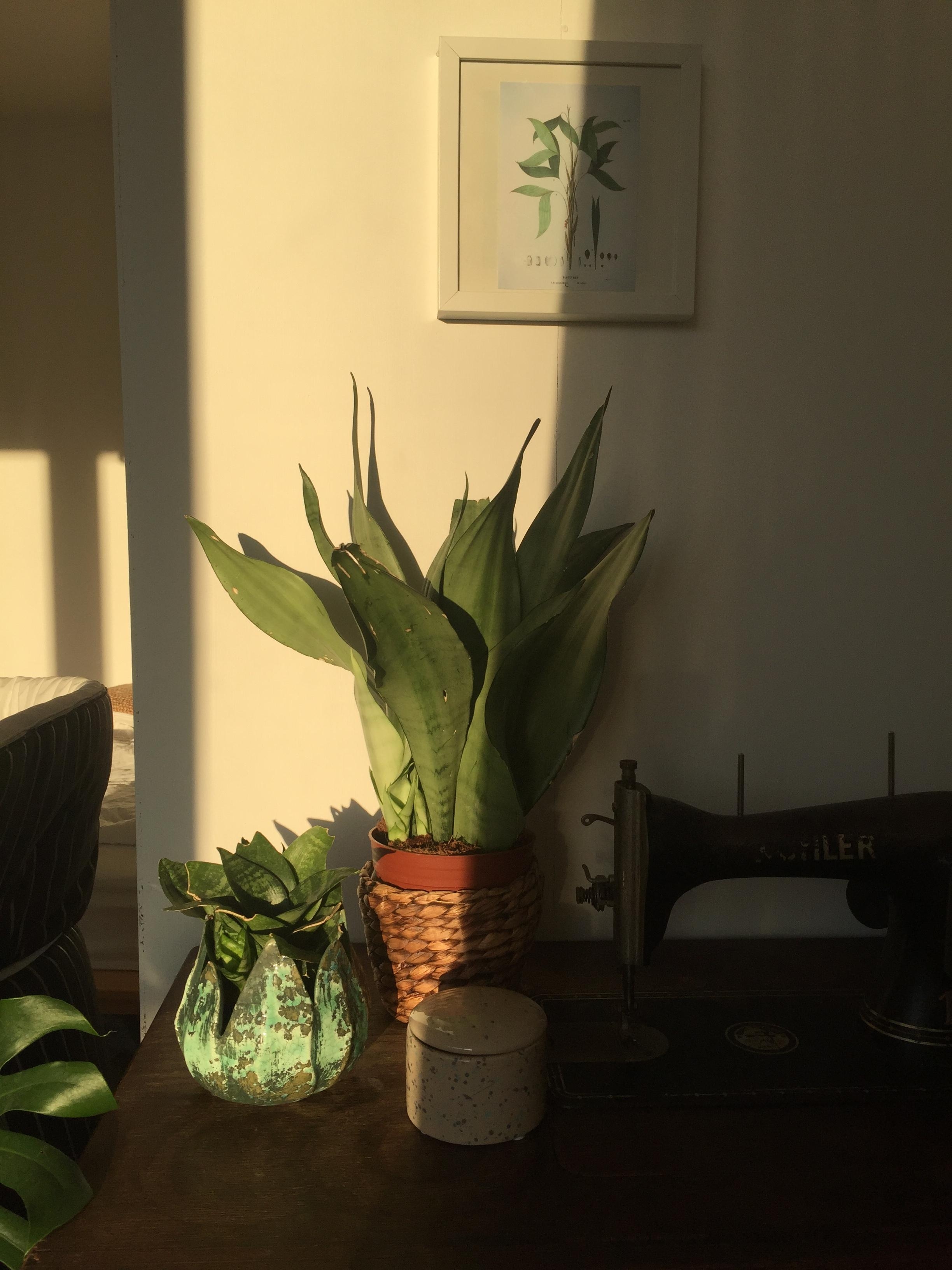 Wenn mal die Sonne rauskommt ☀️
#sun #deco #plants #livingroom 