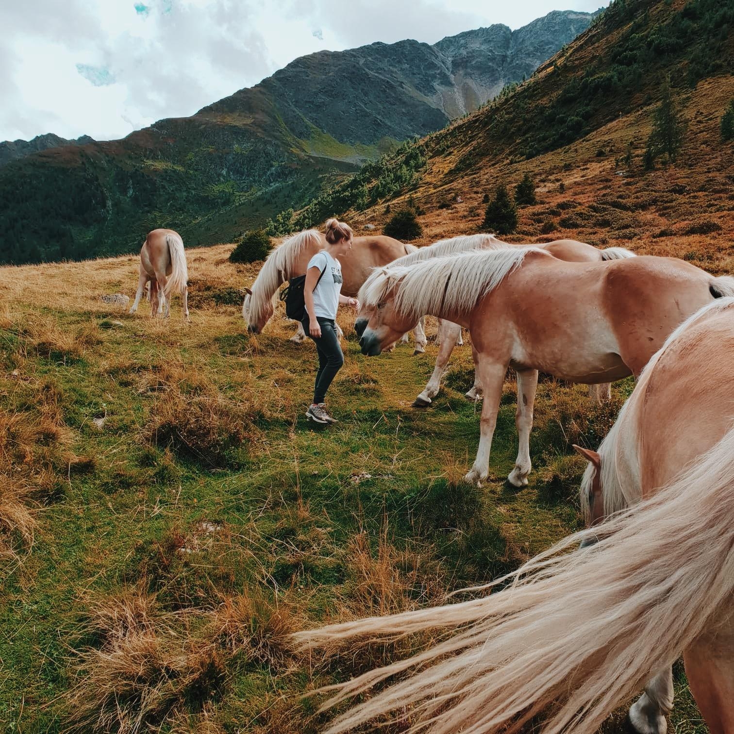 Wenn man bei einer Wanderung auf wilde Pferde trifft 💙
#wandern #travelchallenge