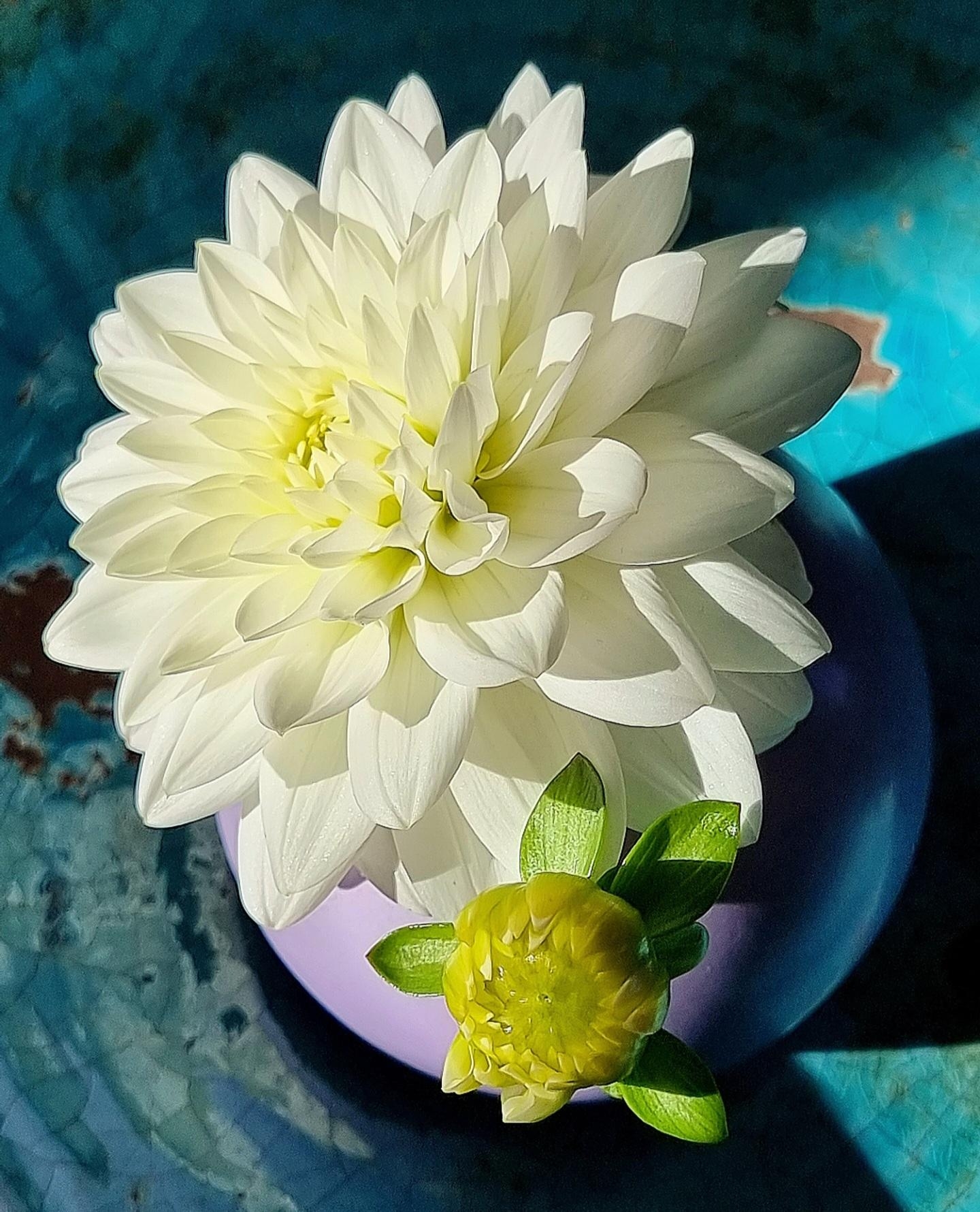 Wer liebt Dahlien auch so sehr? #freshflowerfriday im #Wohnzimmer #Blumen im #Sonnenschein #Farbenliebe #Vase 