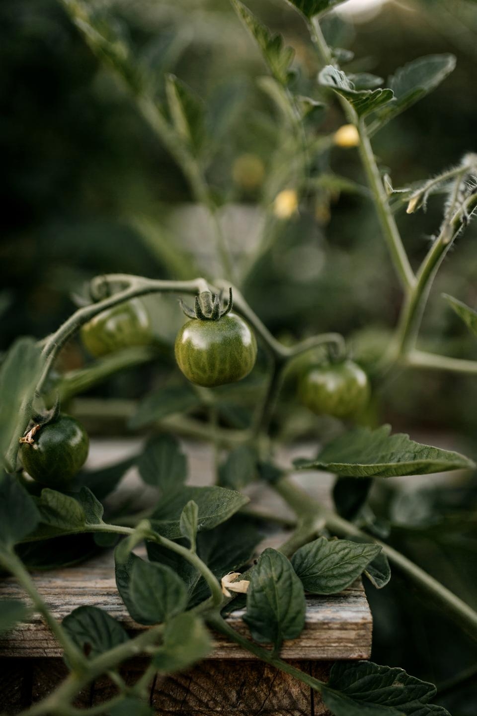 Wer mich sucht, ich bin im Garten #ernte #anbau #garten #anpflanzen #tomate #couchliebt #beete #landleben #cottage