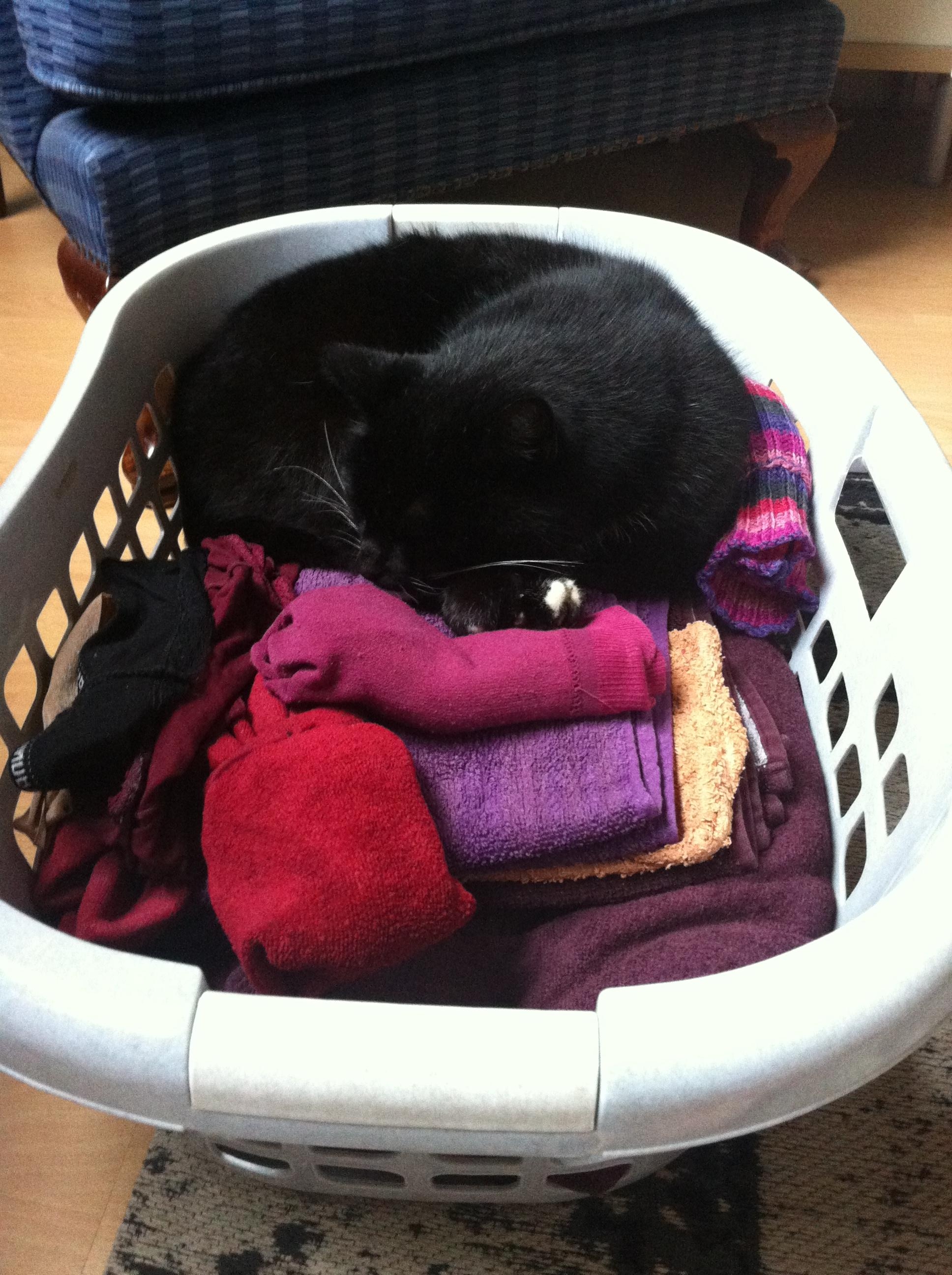 Wer schläft schon im Katzenbett?! #catcontent #cat #Wäscheistbequemer