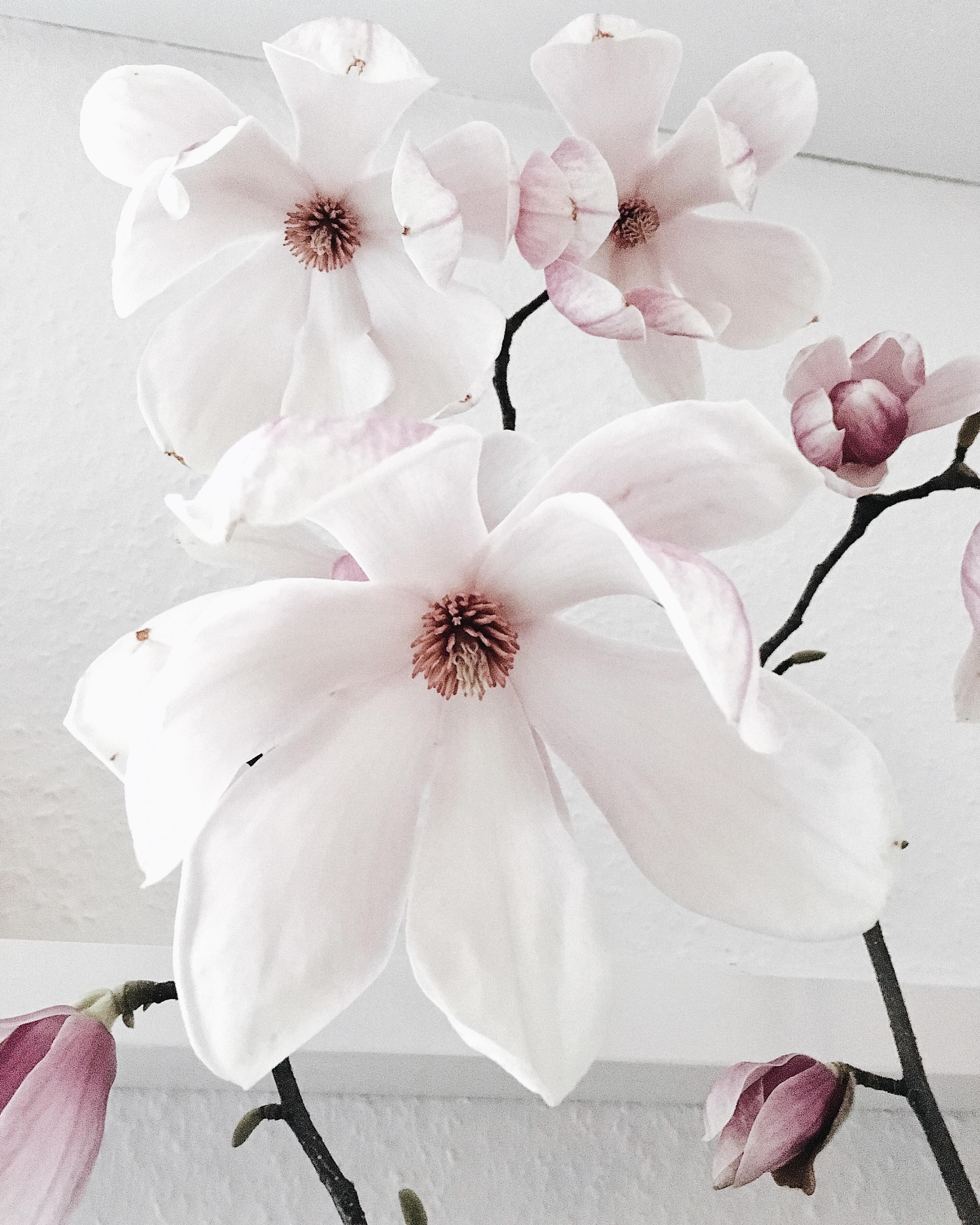 When Magnolia is blossoming ☁️ ...in my kitchen.
#magnolia #home #flowerslovers #flowers #freshflowerfriday