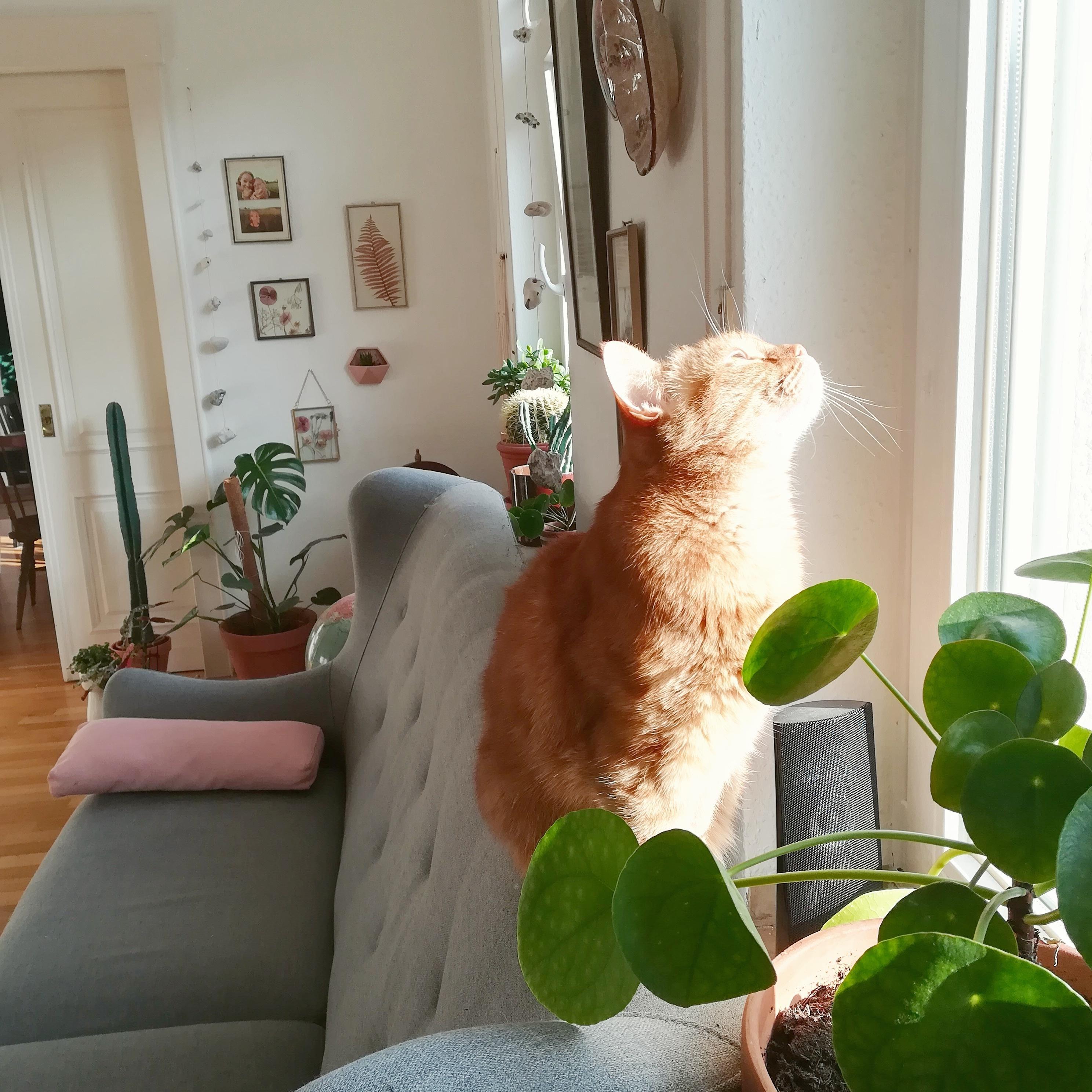 Wie gut tut #Sonnetanken nach einem langen Winter :)
#katzenlady #gingercat #wohnzimmer #meinzuhause