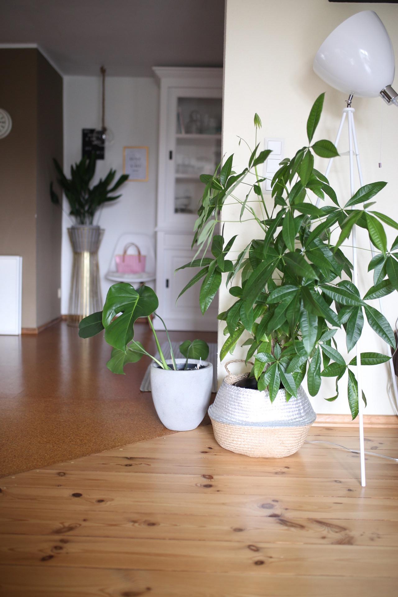 Wie ich es liebe in jedem Raum Pflanzen zu haben und ihnen beim wachsen zuzuschauen #urbanjungle #plantlover #plants
