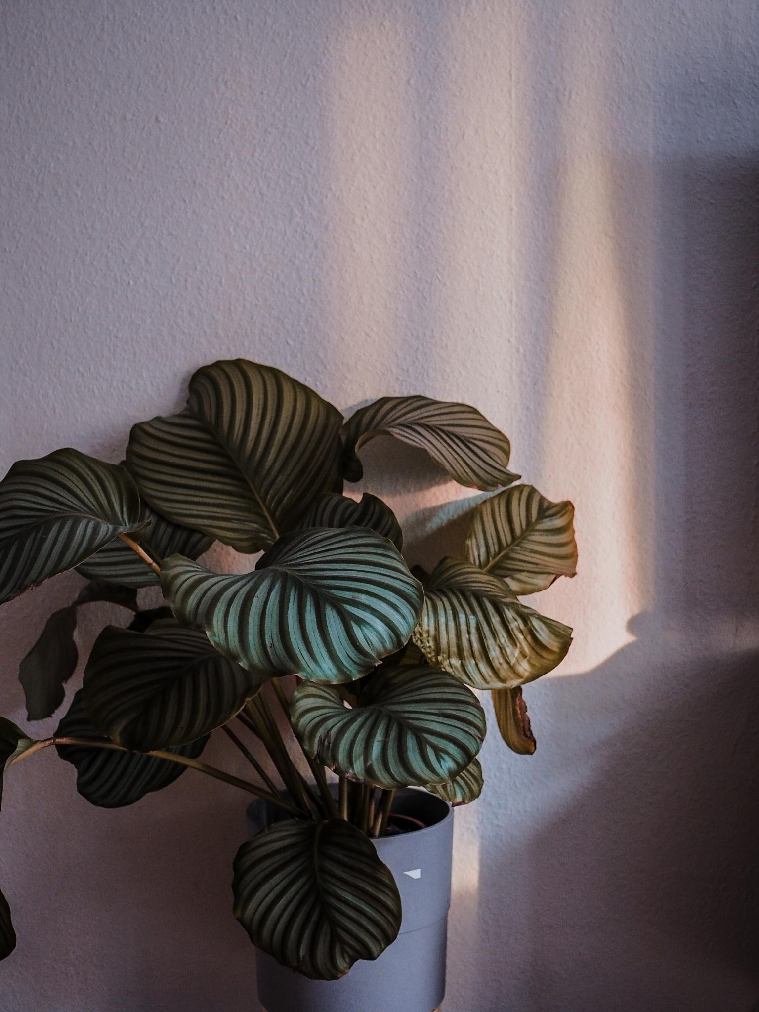 Wie schön ist dieses Sonnenlicht und wie schön ist diese Pflanze? #plantlover #livingchallenge 