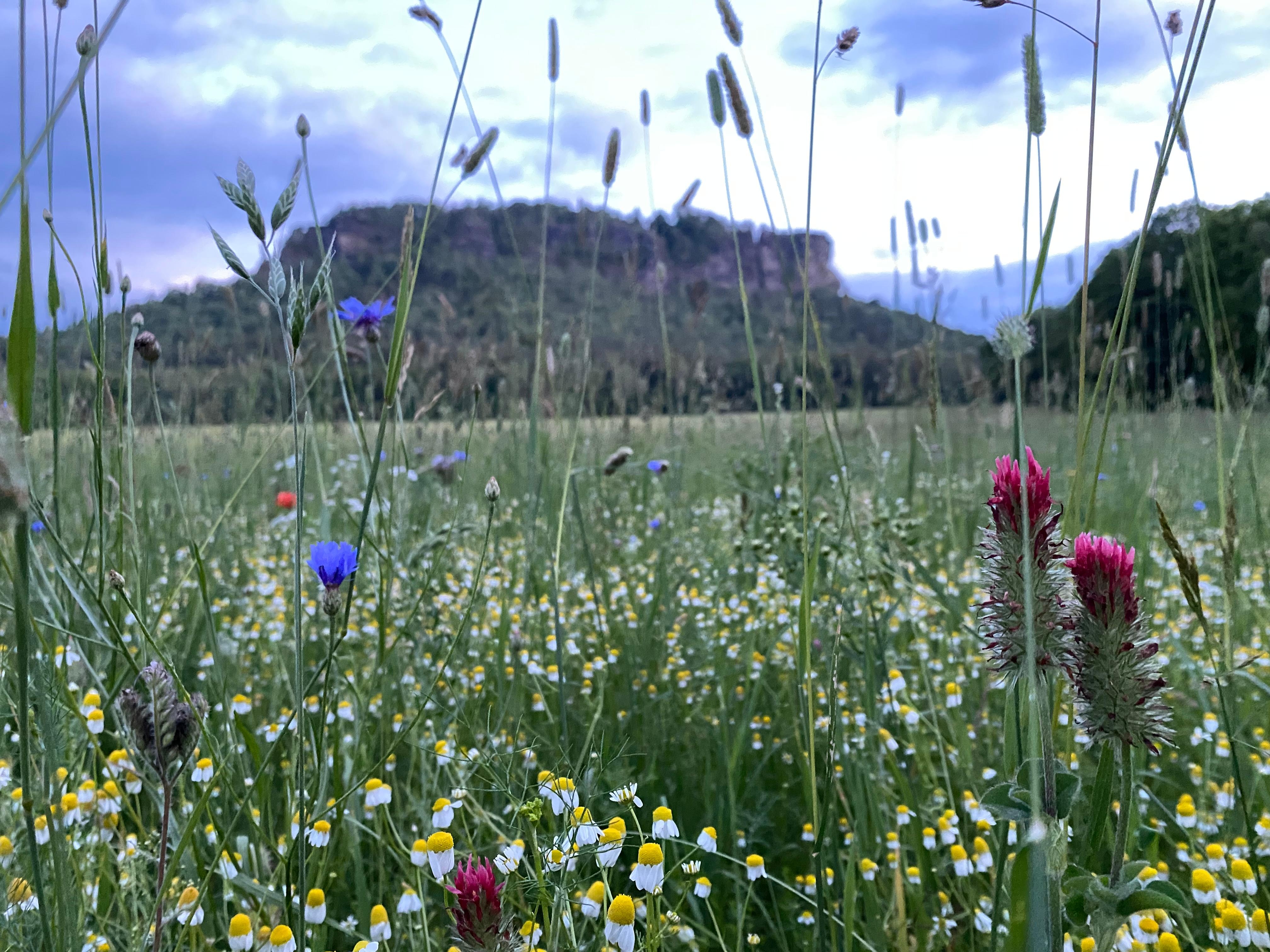 #wildblumen in der Sächsischen Schweiz #kleinedeutschlandreise