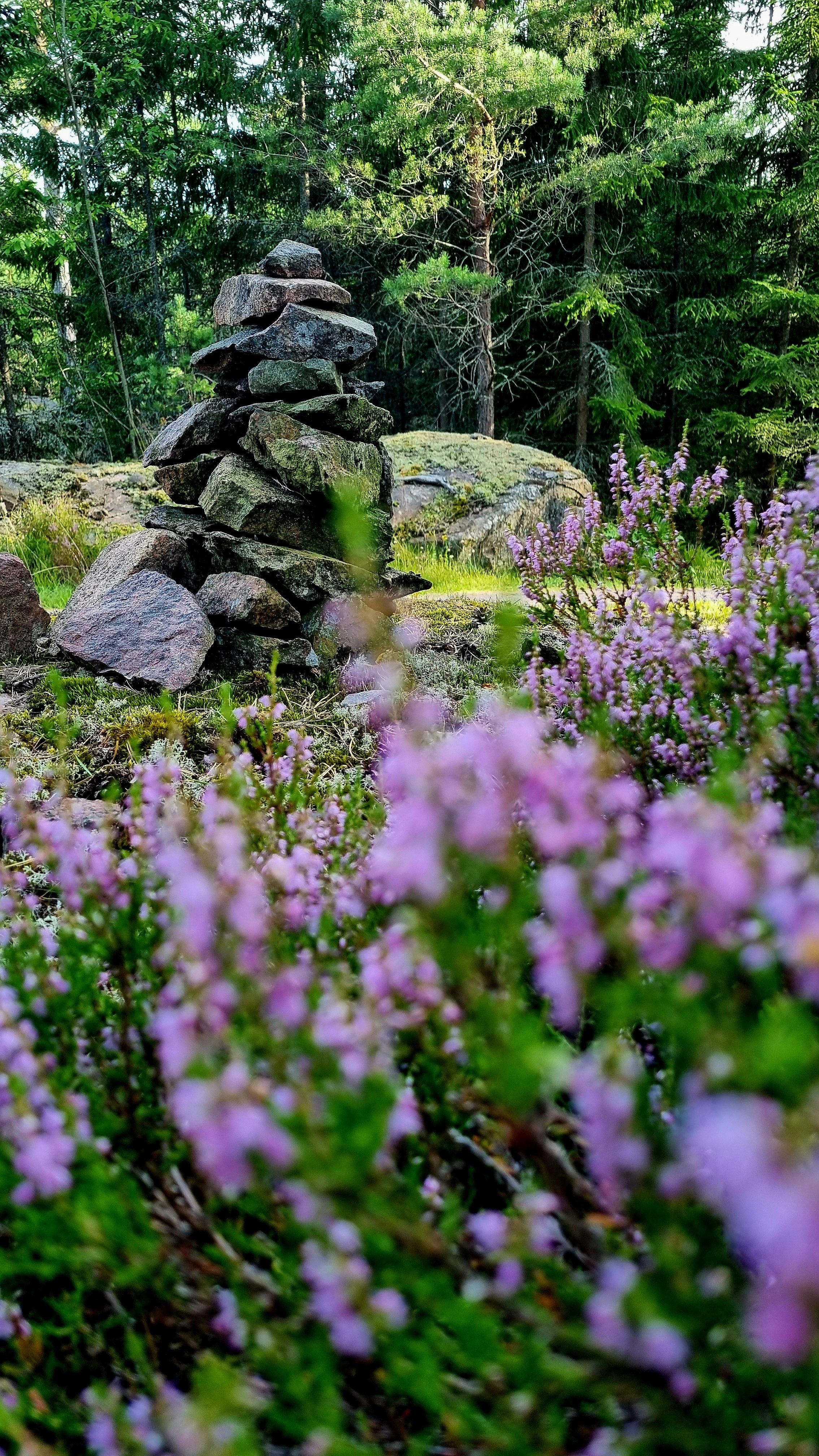 wildes, wunderschönes Schweden 💚💜