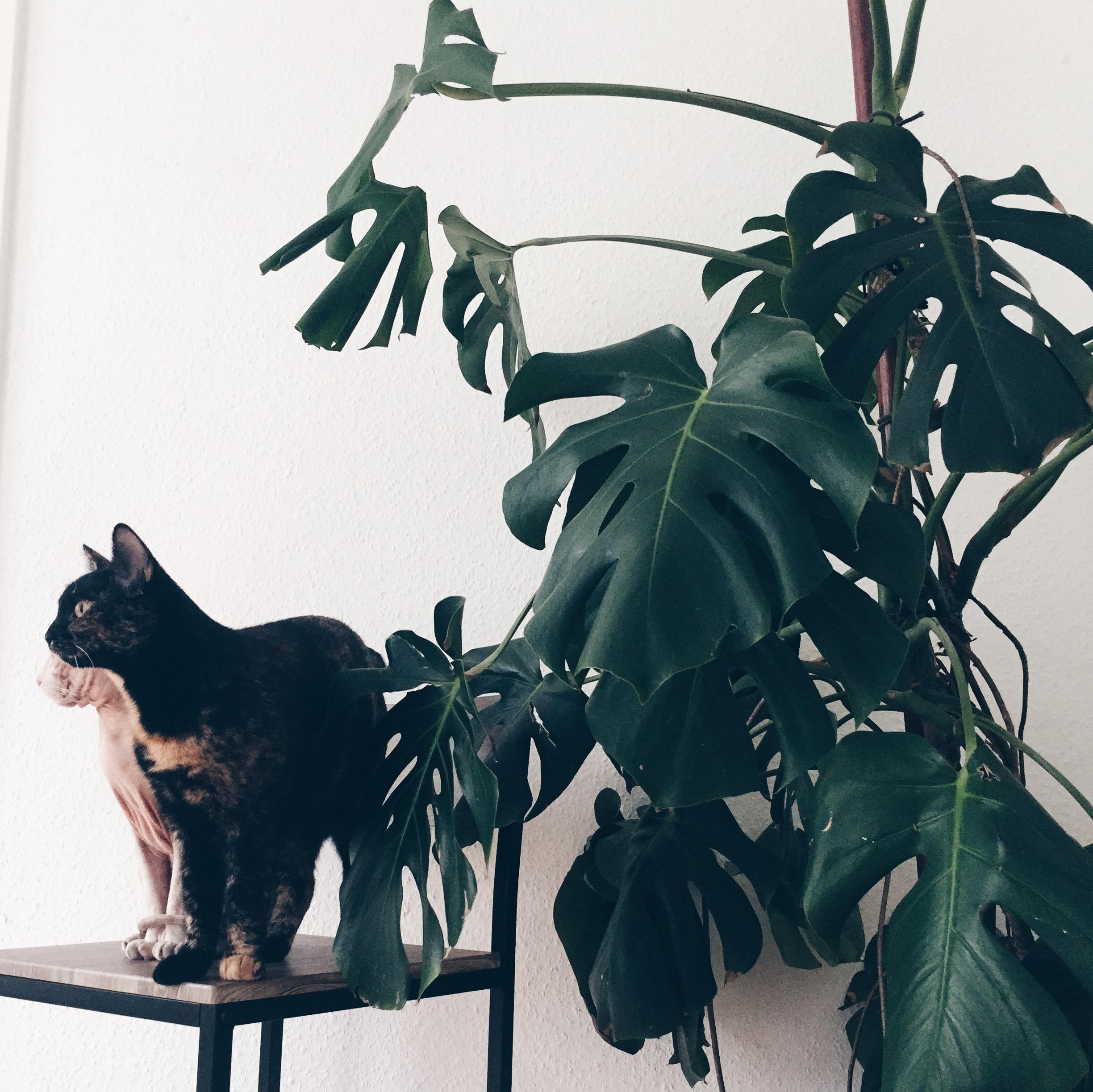 Wildkatzen 

#homestory #stubentieger #minimalism 