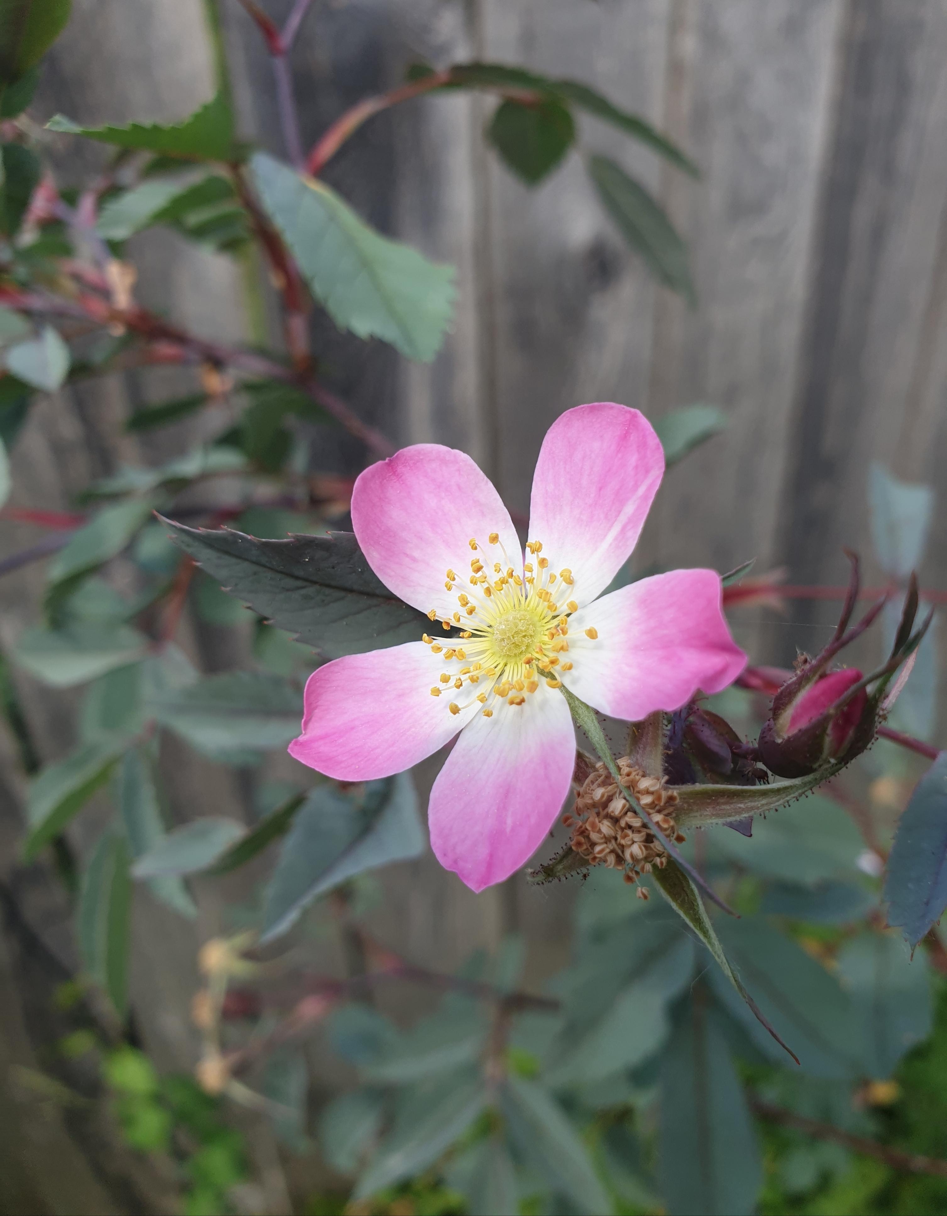 Wildrosenliebe..
#Gartenliebe#einheimischPflanze#
#pink