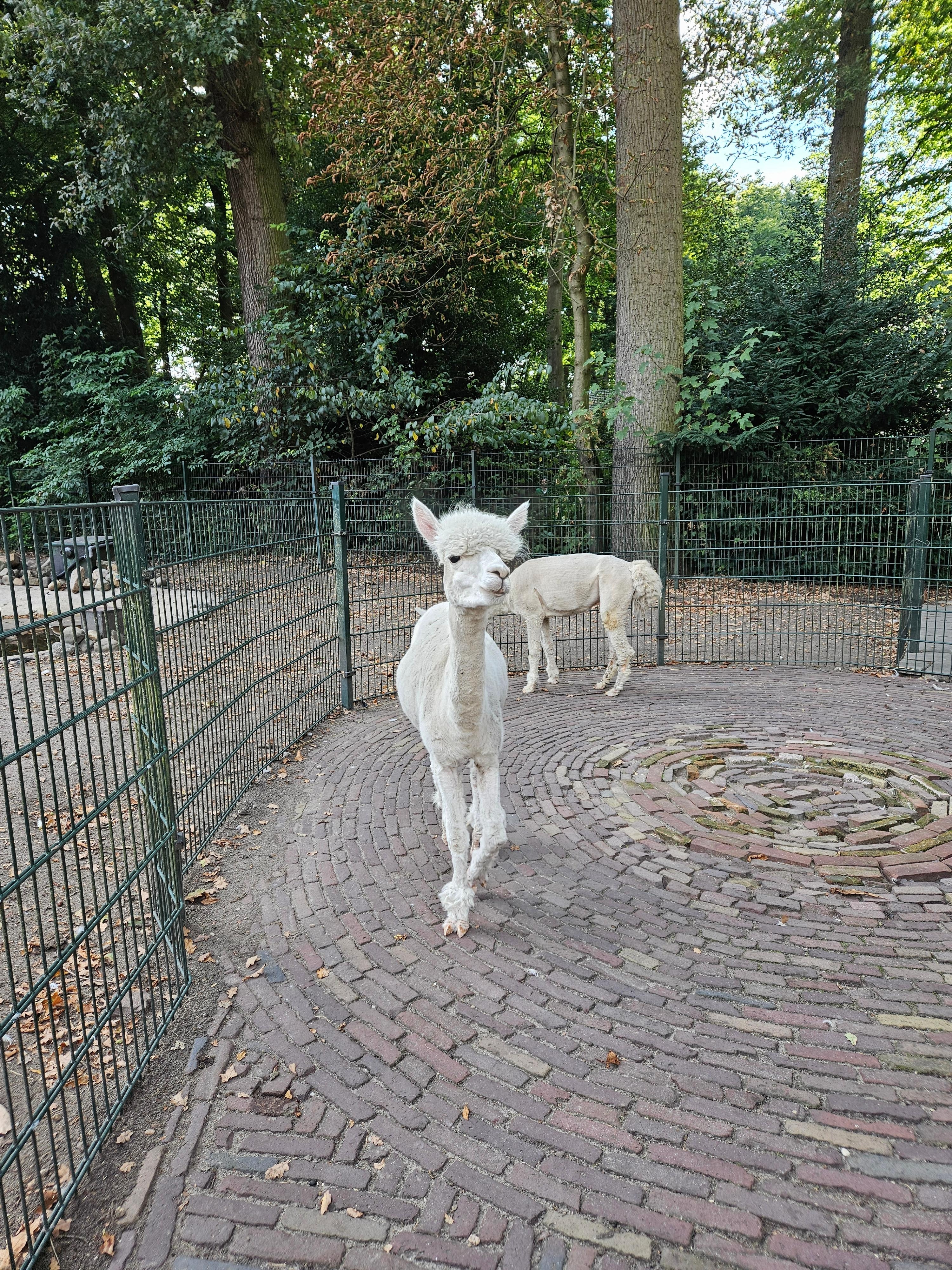 Wildtierpark/Streichelpark in Enschede.