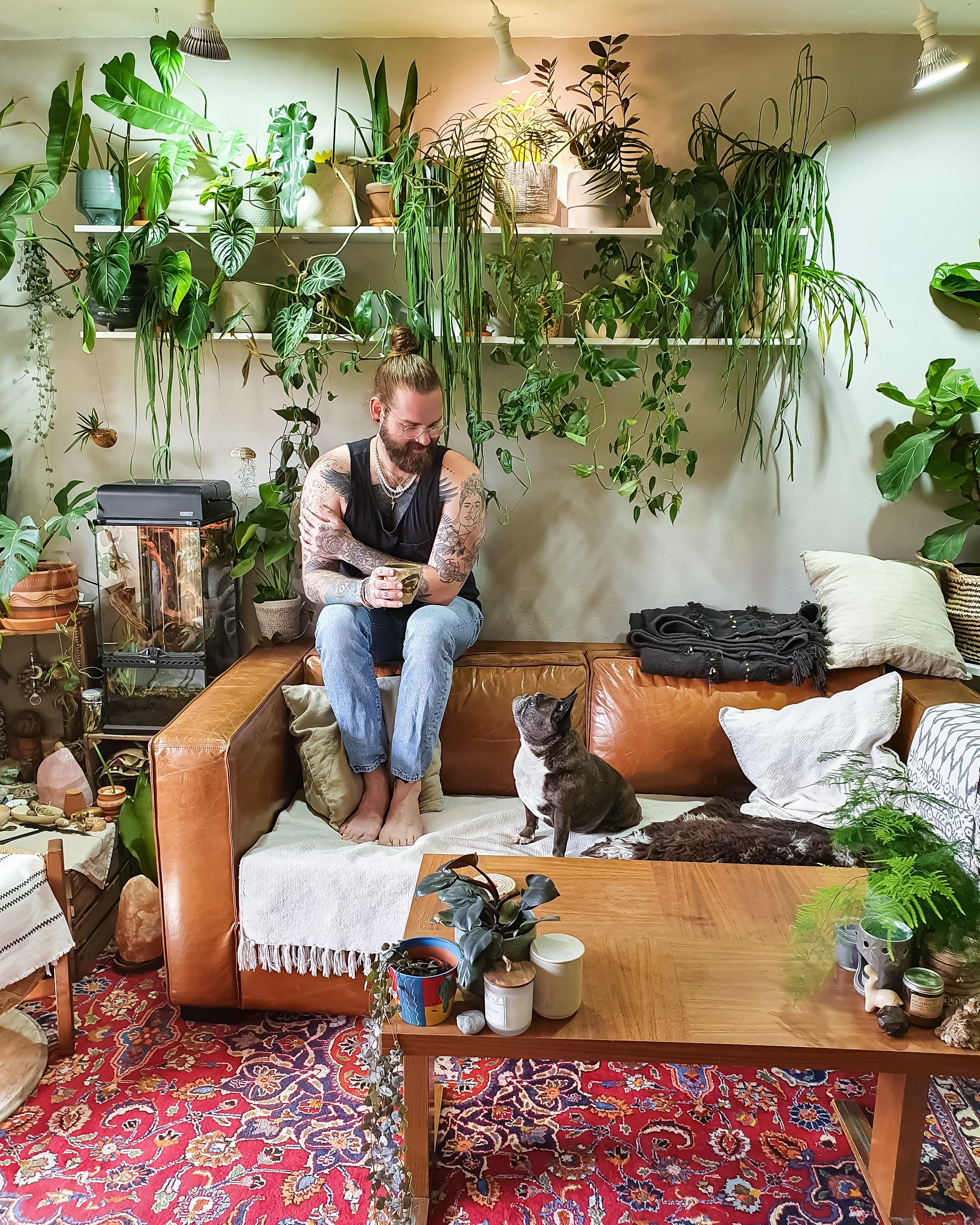Willkommen im Dschungel 🪴 #Wohnzimmer #Pflanzen #Regal #Couch #couchstyle #boho #hippie #Terrarium #Hund #urbanjungle