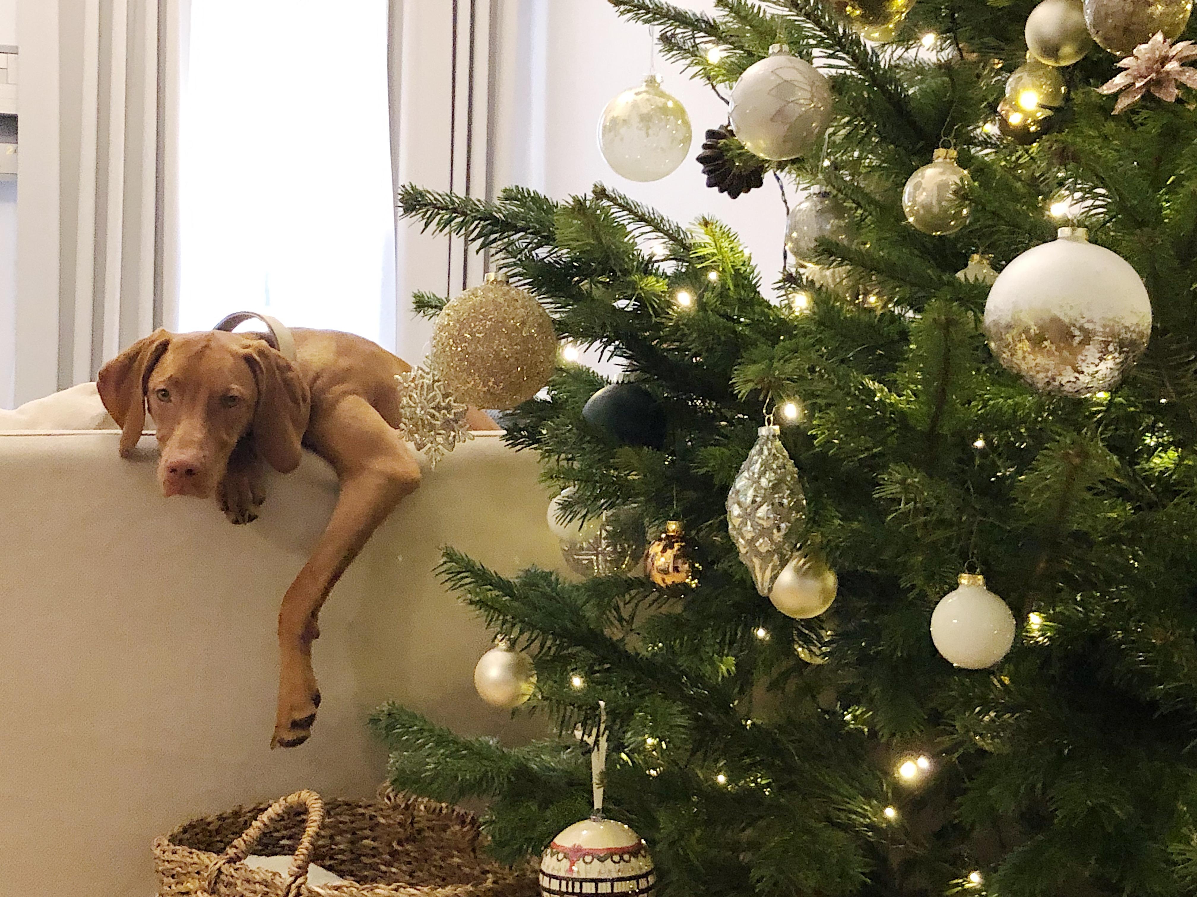 Wilmas erster Weihnachtsbaum lässt sie ziemlich kalt. #weihnachtsbaum #hundeliebe #wohnzimmer 