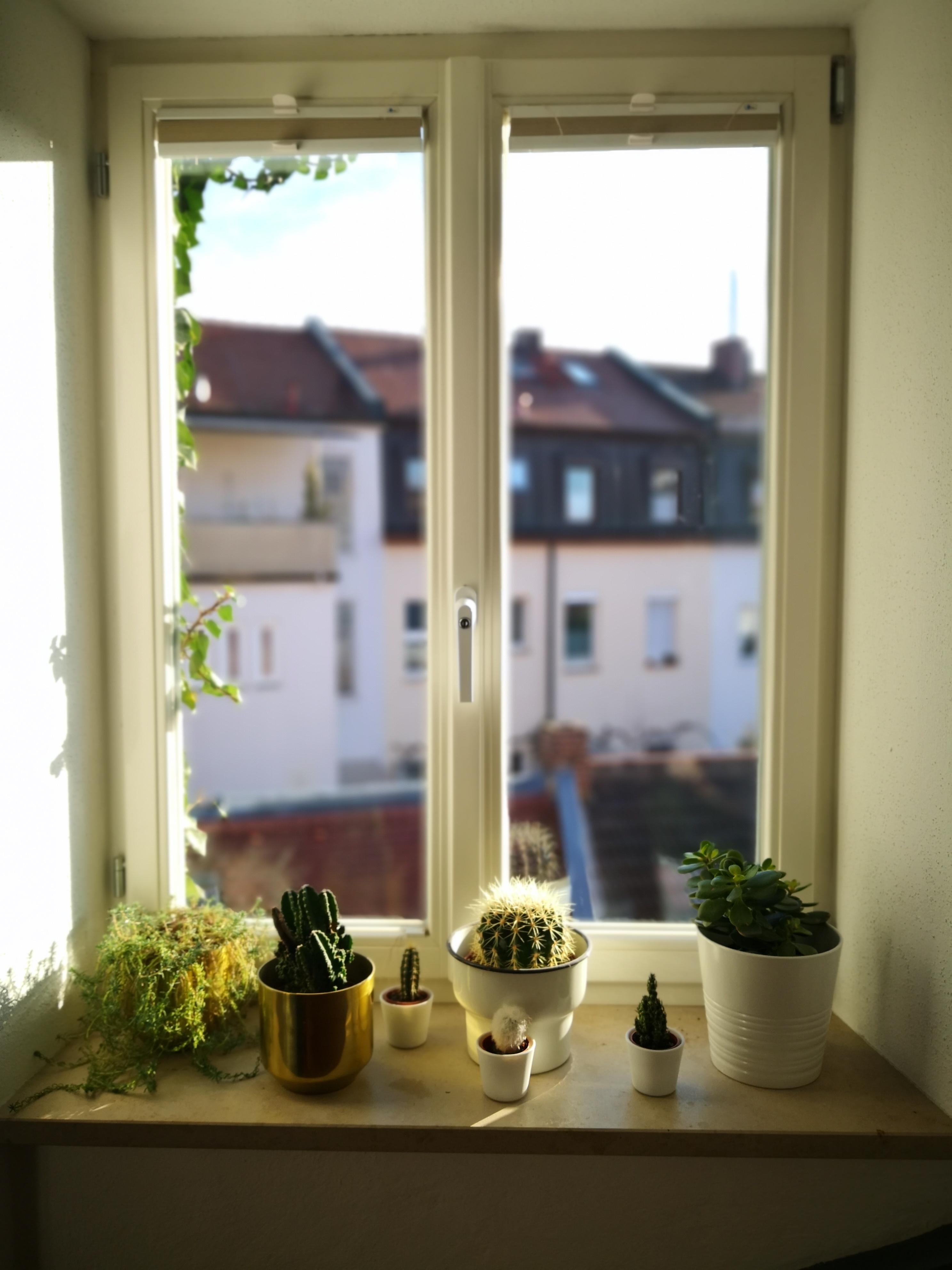 #window #plants #cacti #interior #home #livingchallenge