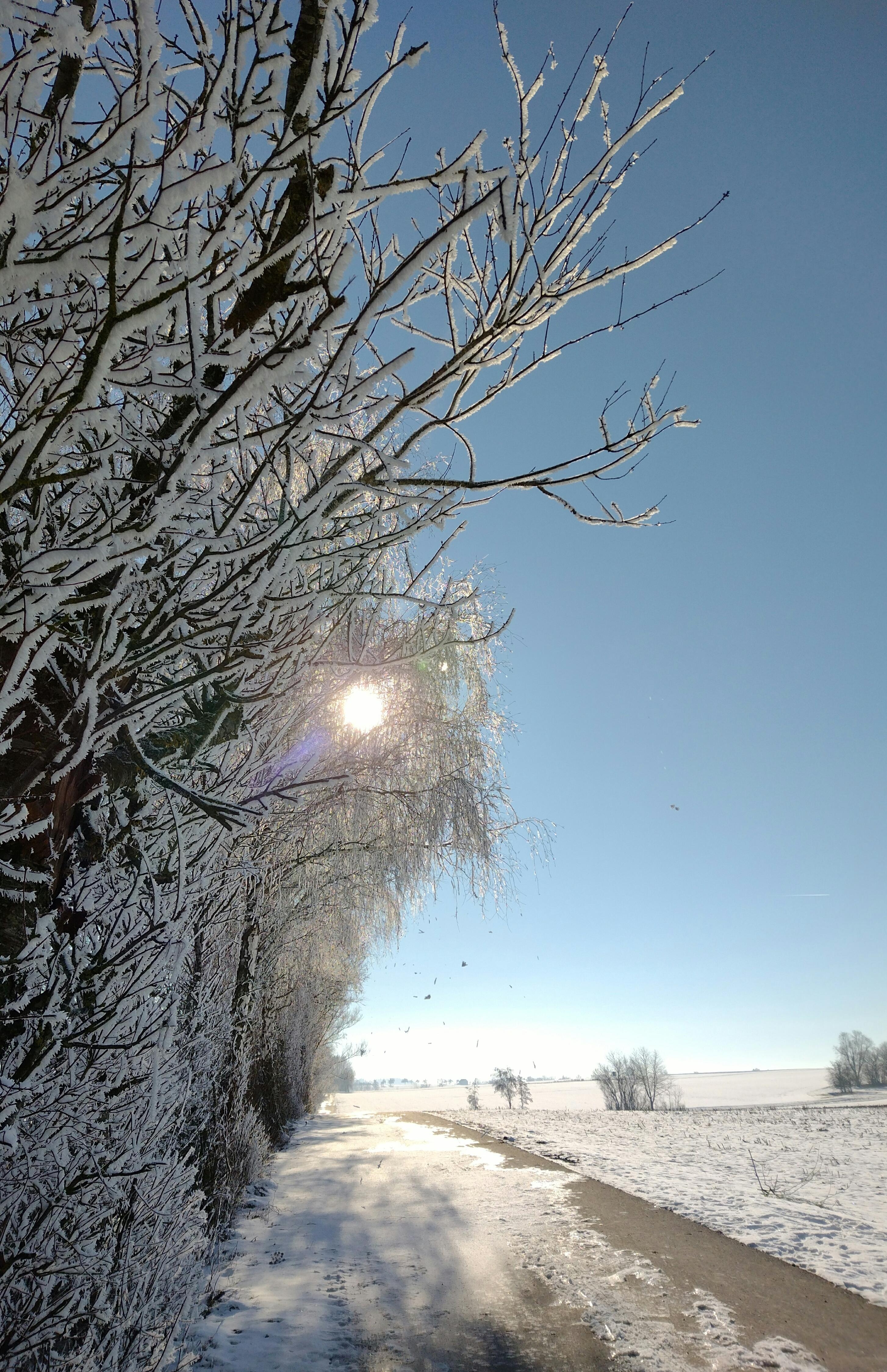 #winter #frost #bäume #natur #schnee