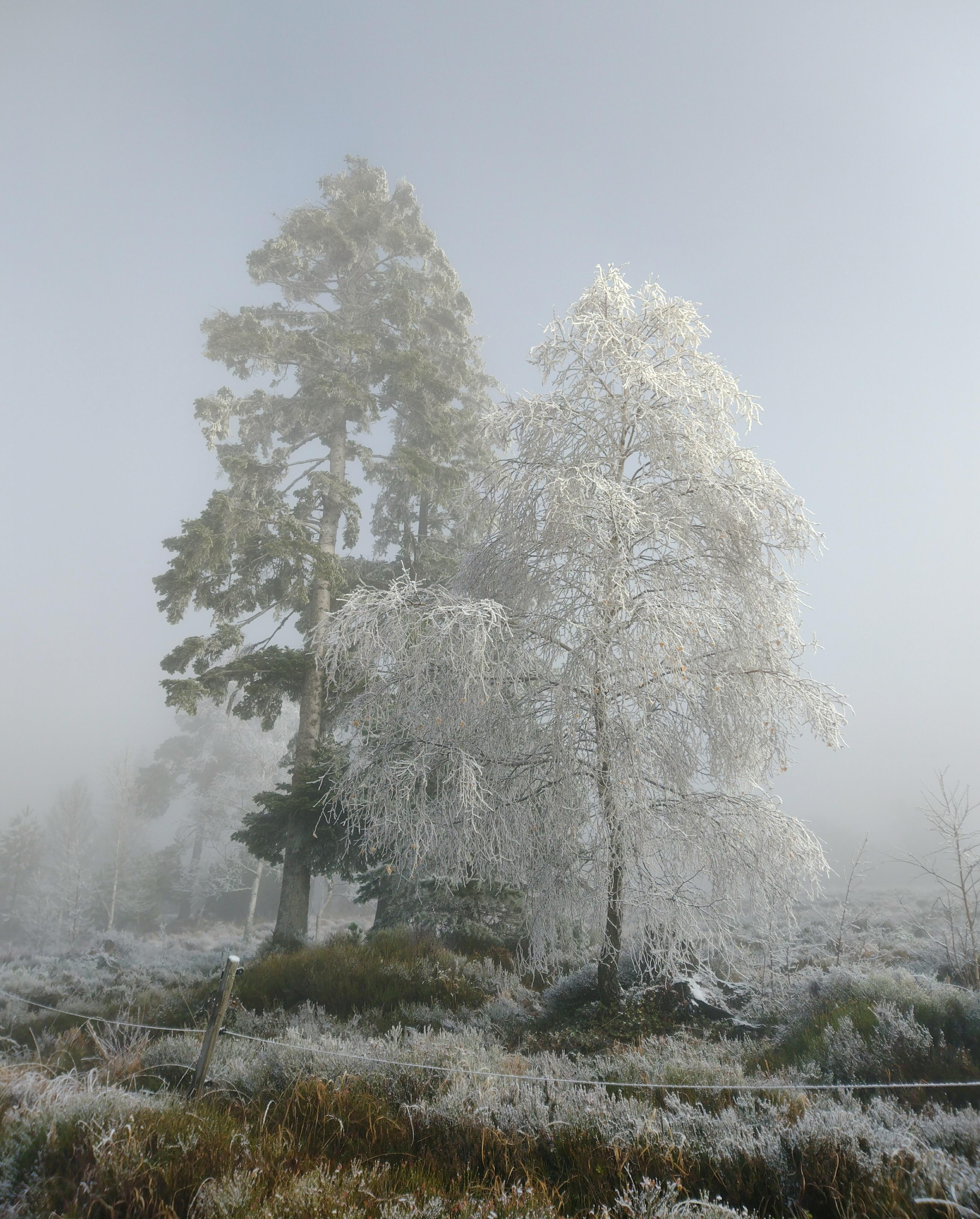 #winter #frost #nebel #bäume #wandern #schliffkopf