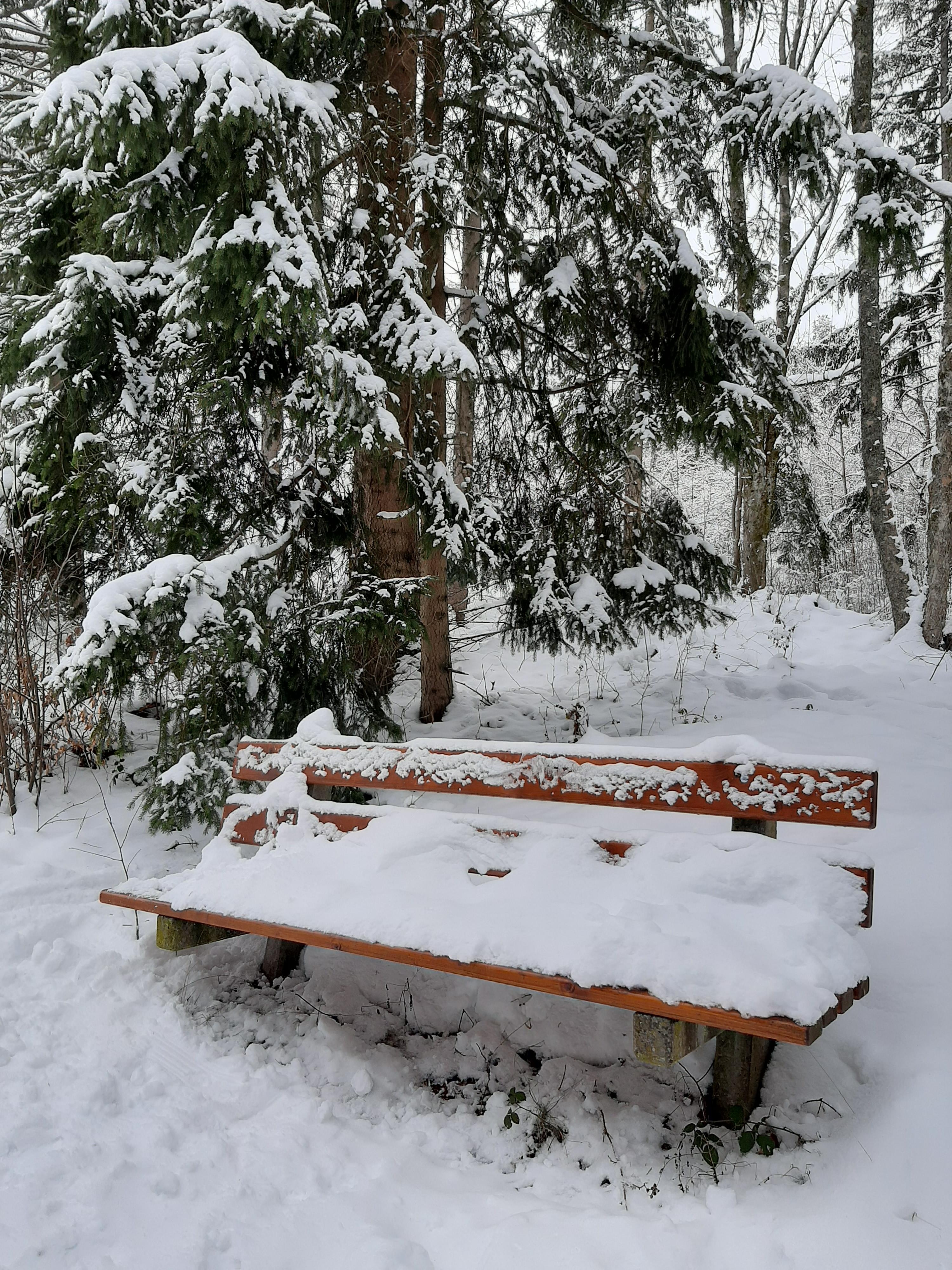 Winter im Schwarzwald 
#Wald #Winterwonderland #Schnee
#Natur #Bank