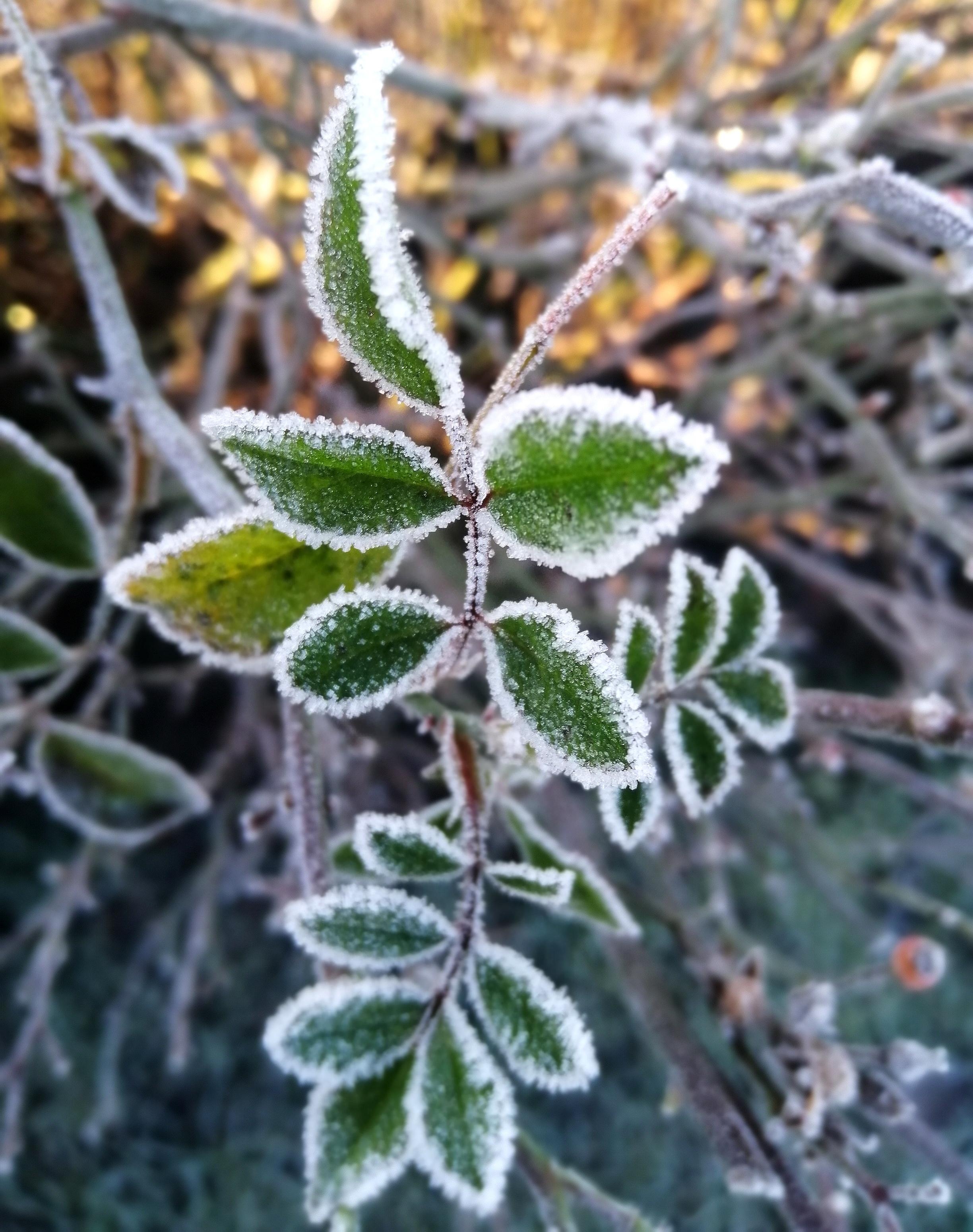 Winter❄️ #natur #winter #frost #pflanzen #garten