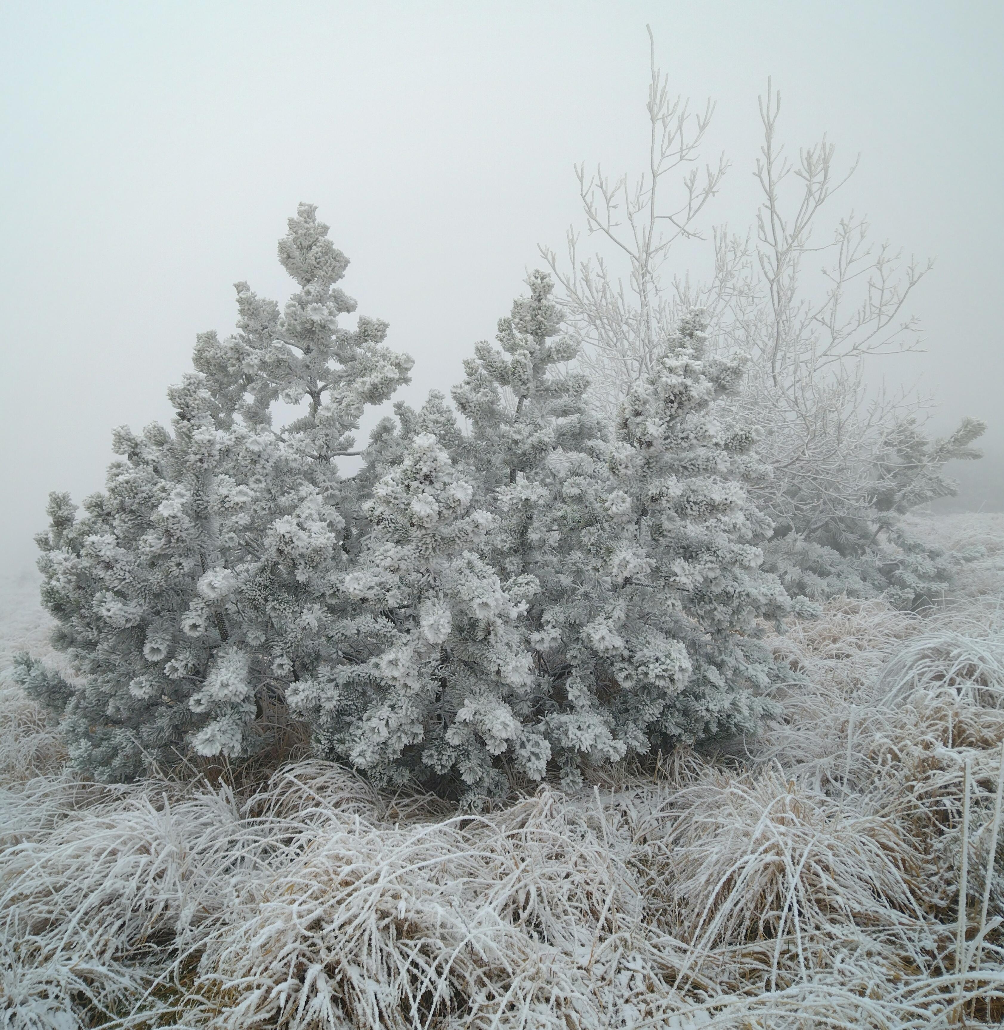 #winter #schnee #frost #bäume #kiefer #schliffkopf #schwarzwald