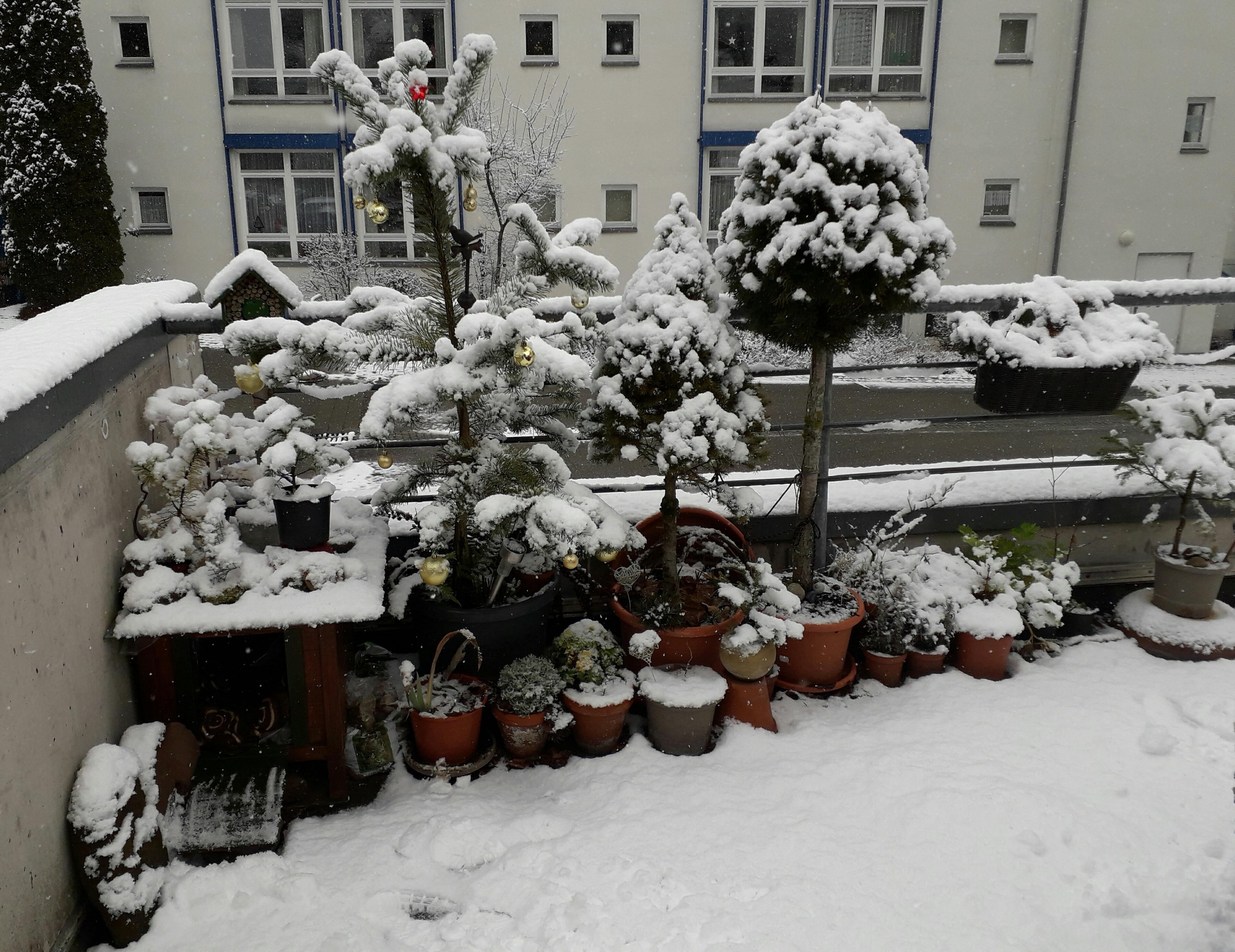 #winter #schnee #minigarten #katzenhaus #insektenhotel #bäume