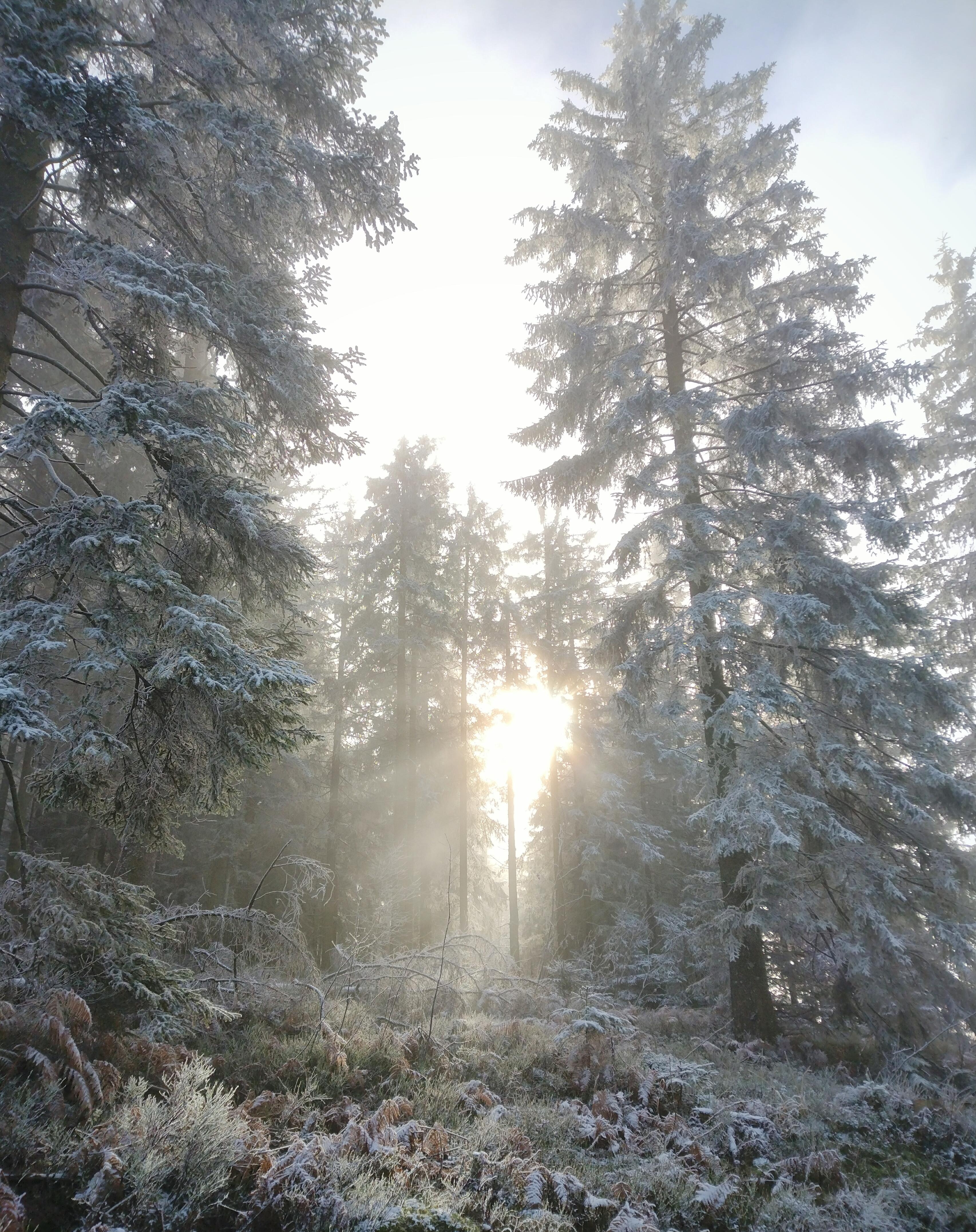 #winter #schwarzwald #schnee #frost #natur #naturliebe #sonnenschein