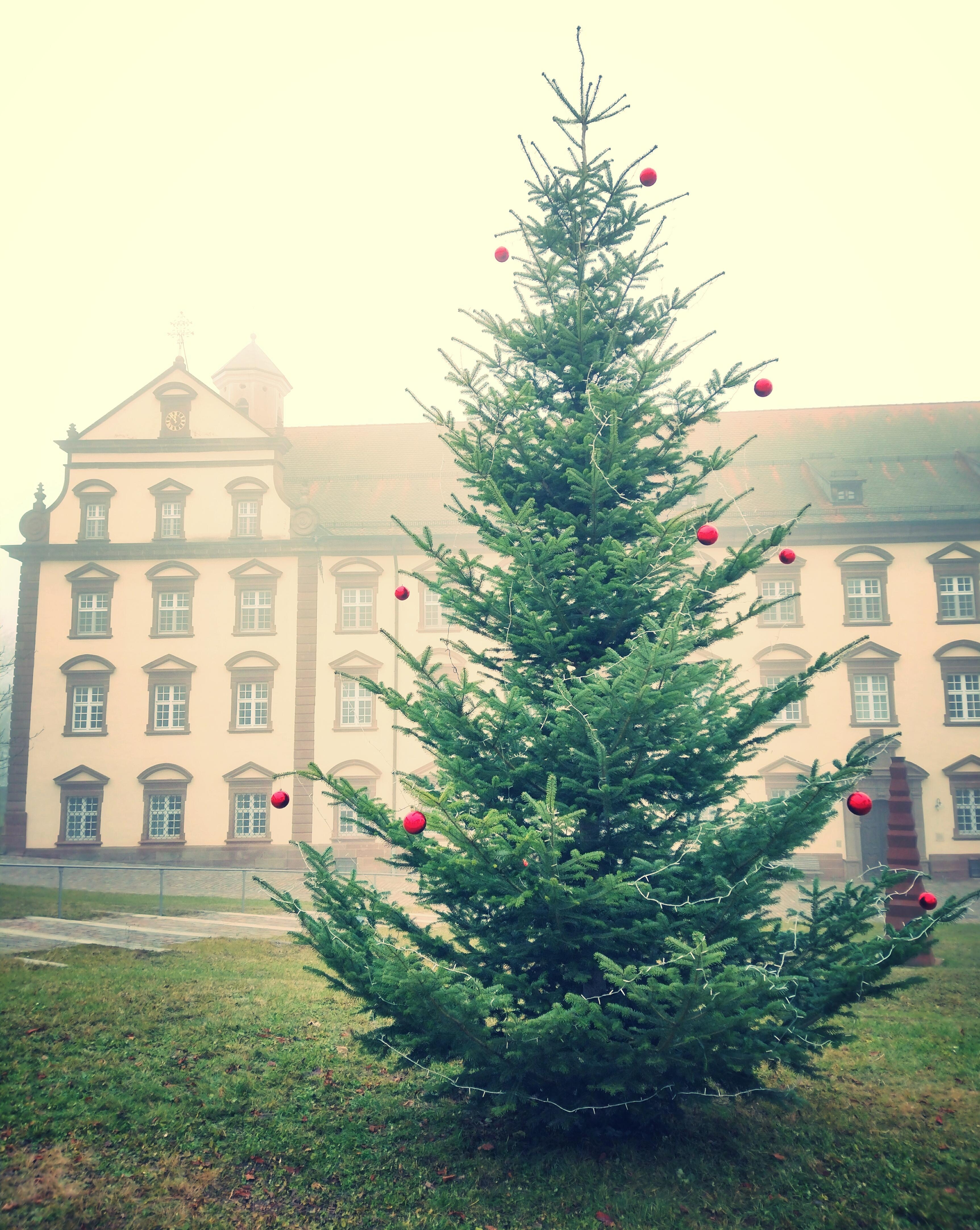 #winter #weihnachten #weihnachtsbaum #tannenbaum #klosterkirchberg #sulzamneckar