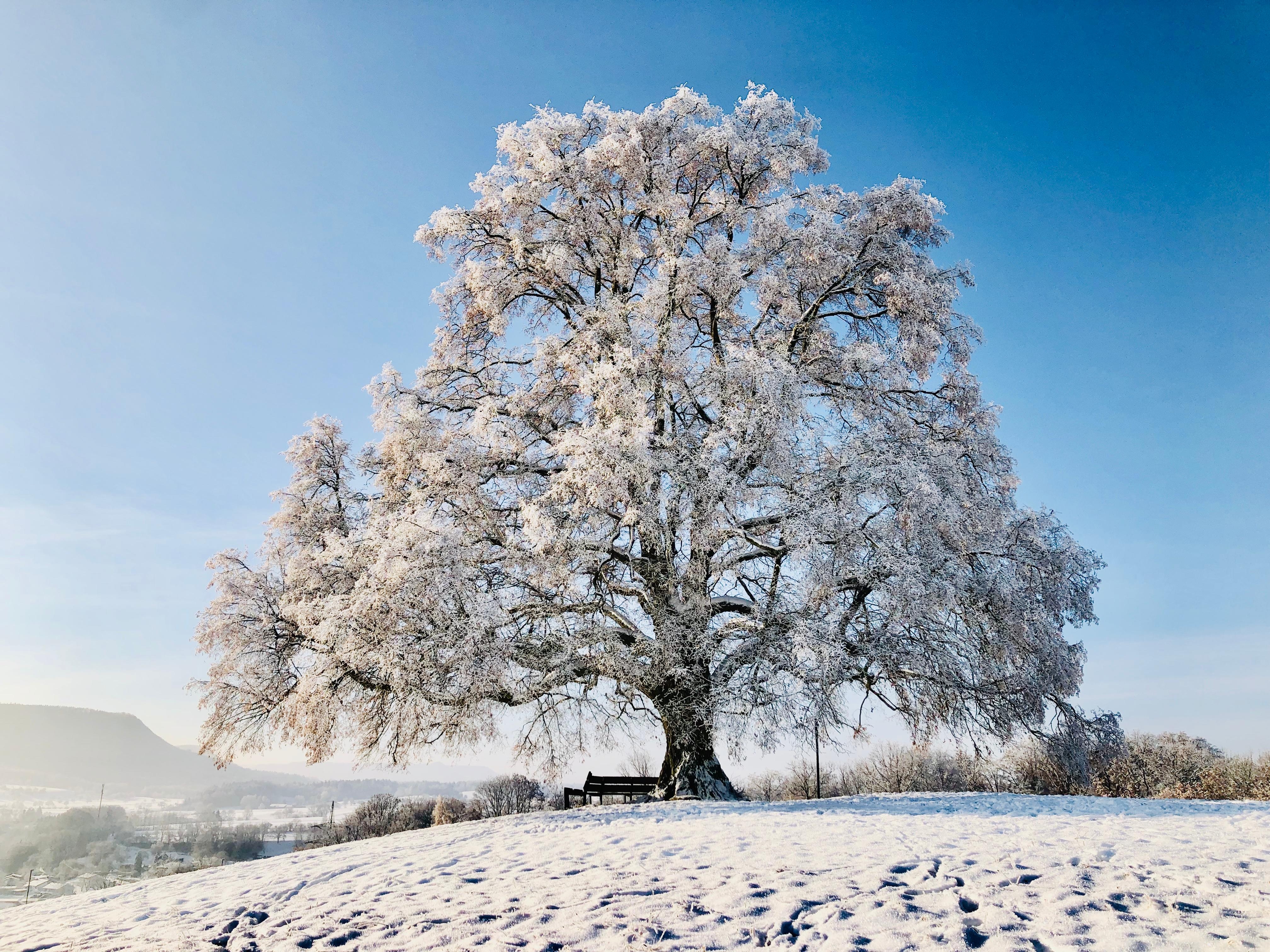 Winterwonderland ... Friedenslinde im Schnee #winterwonderland #frost #winterzauber