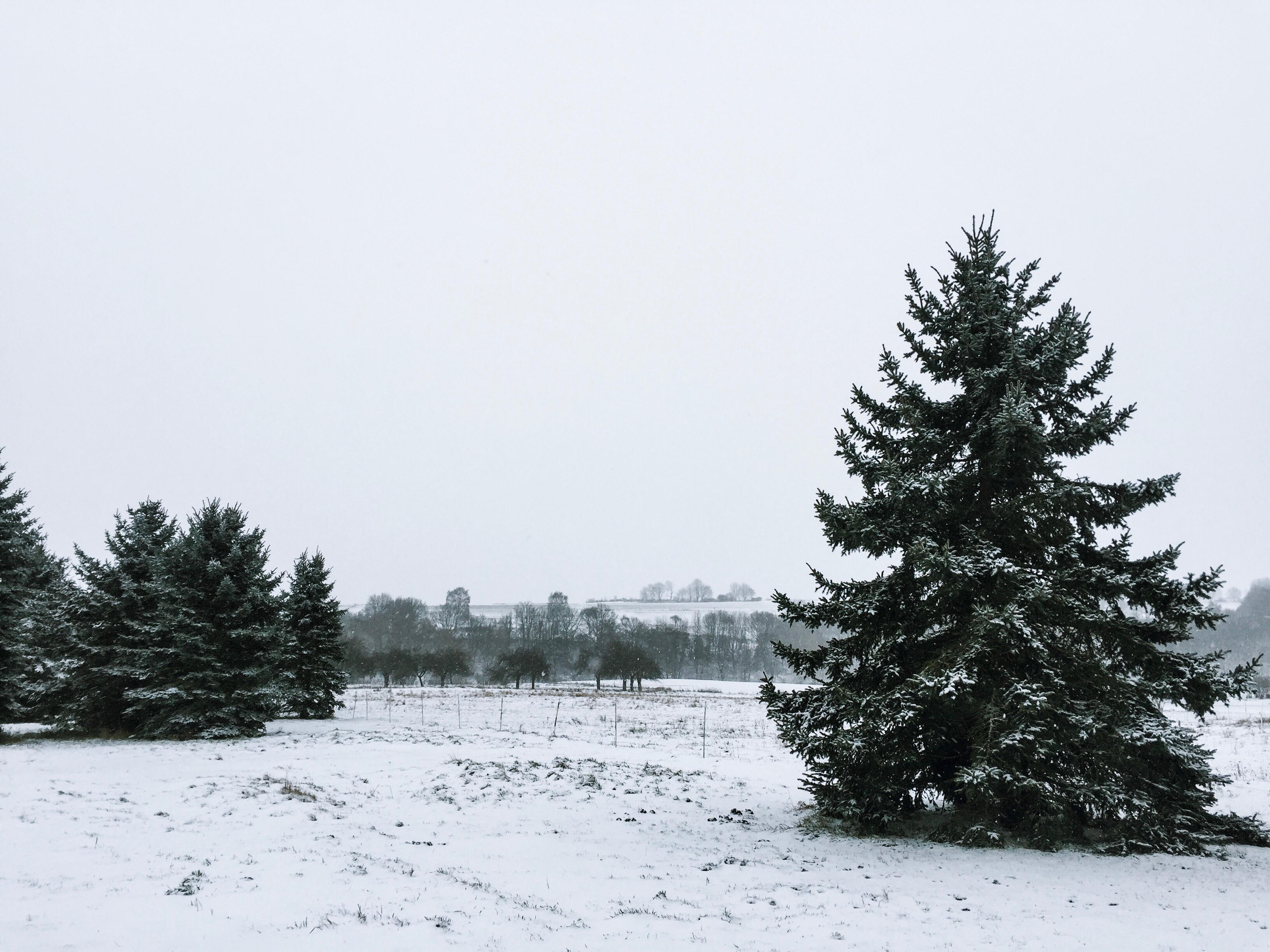 Winterwonderland. #winter #snow #nature #winterwonderland #christmas #christmastree