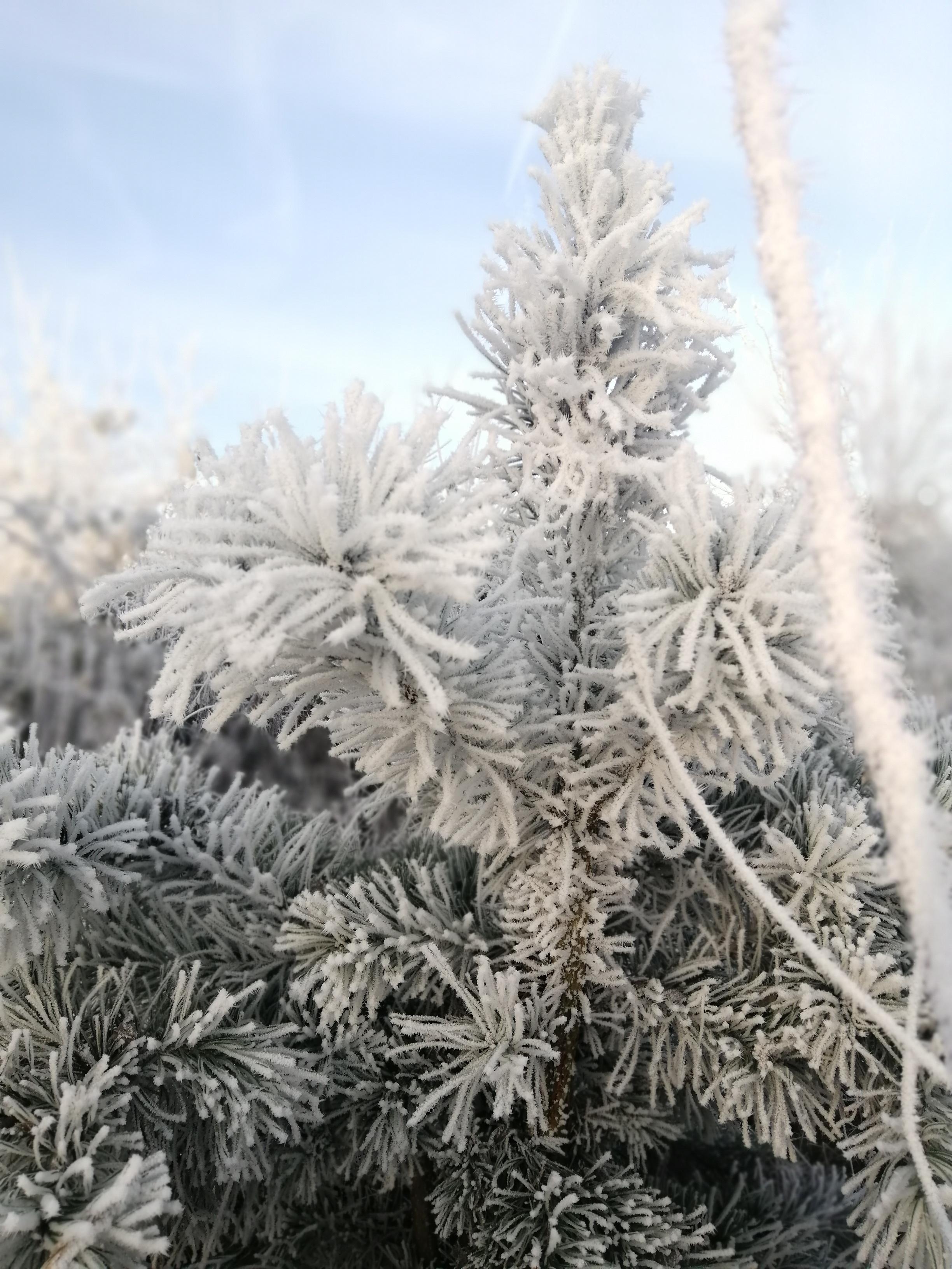 Winterwunderland ❄️ #winter #frost #spaziergang #tanne
