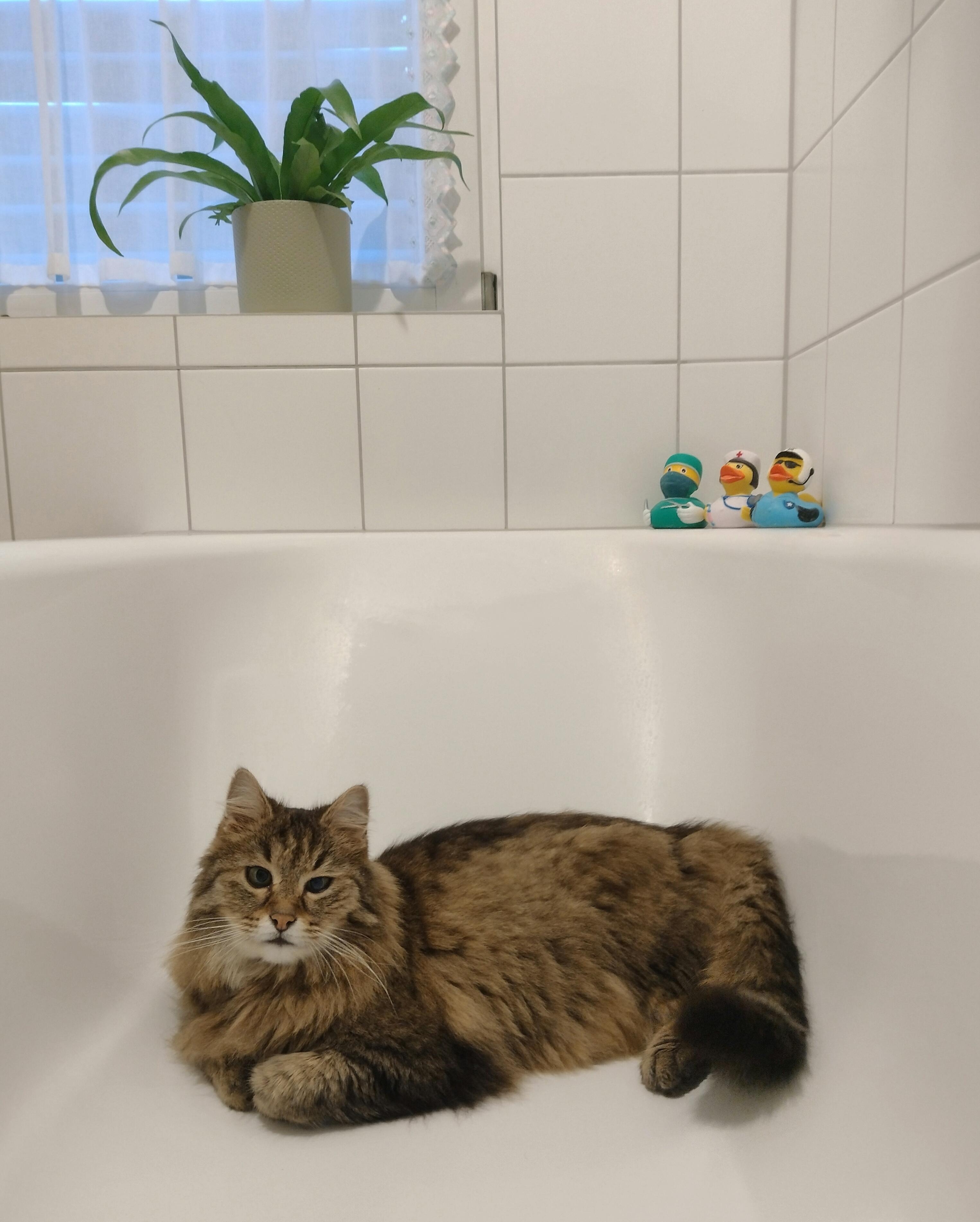 Wofür ist die Badewanne da? 🫣😅
#badezimmer #badewanne #katze #tierliebe #katzenliebe #familienmitglied #weissefliesen #zimmerpflanze #nestfarn 