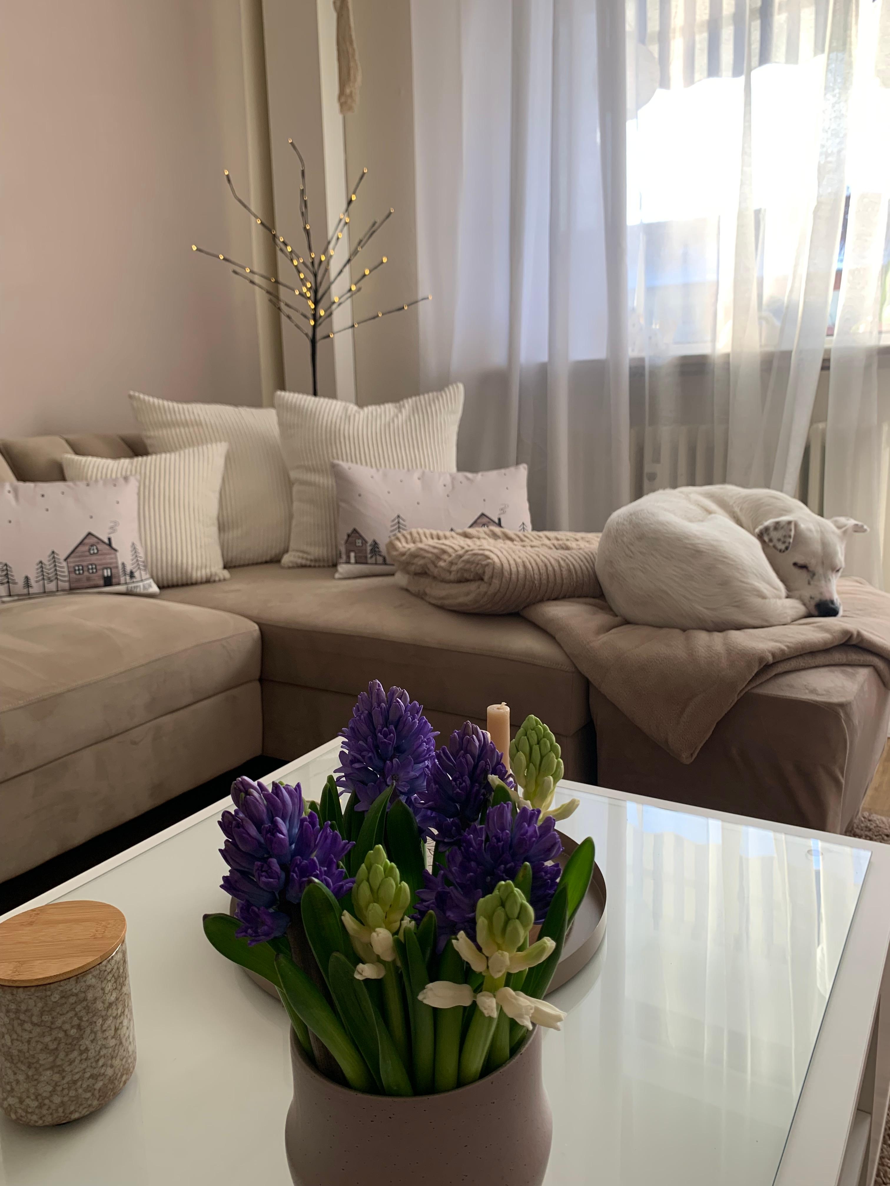 Wohnzimmer 
🤎🤍💜
#couch #couchtisch #flower #kerzen #vase #kissen #doglove #plaid #ledbaum 
