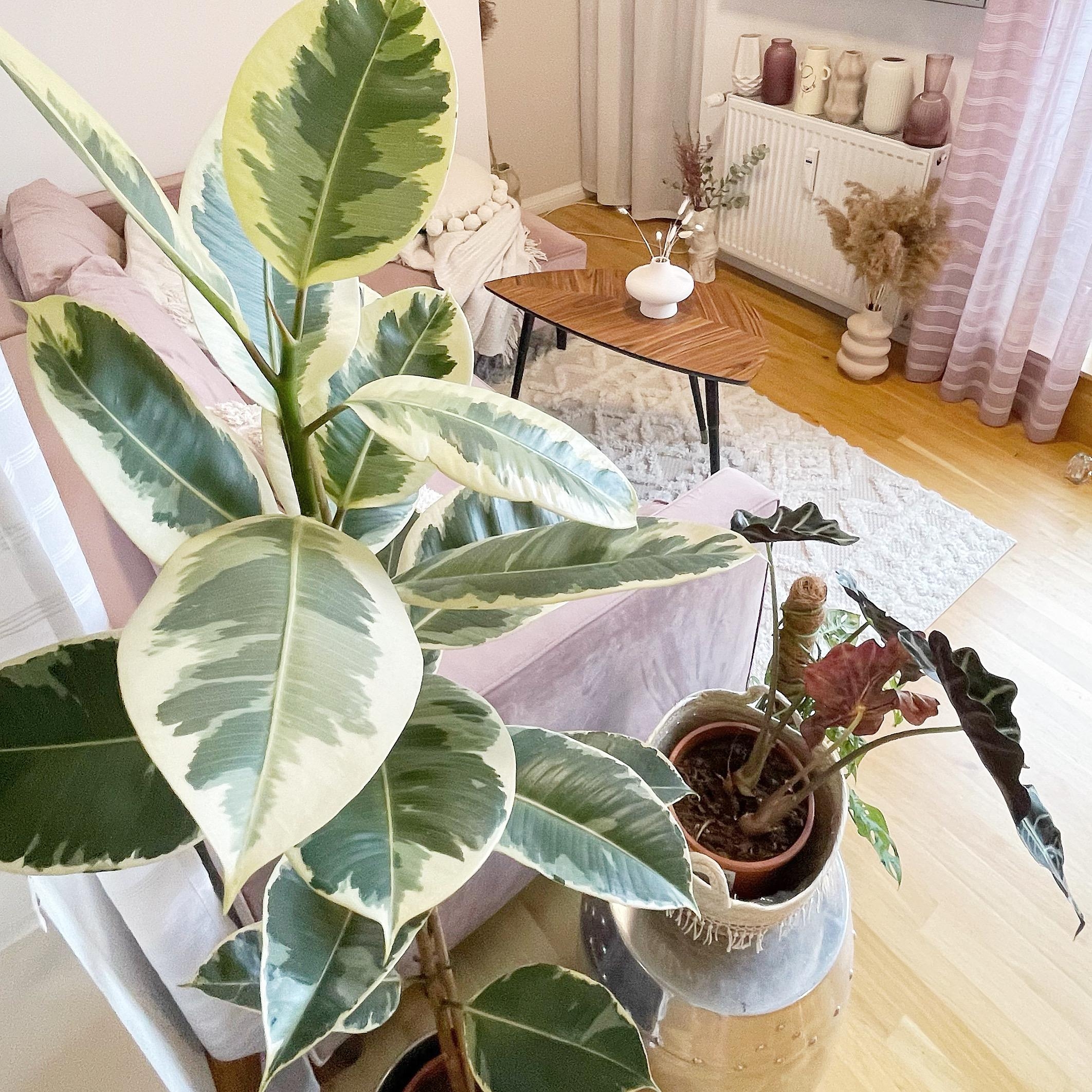 #wohnzimmer #bohostyle #plantmom #pflanzenliebe #vasen #dekoration