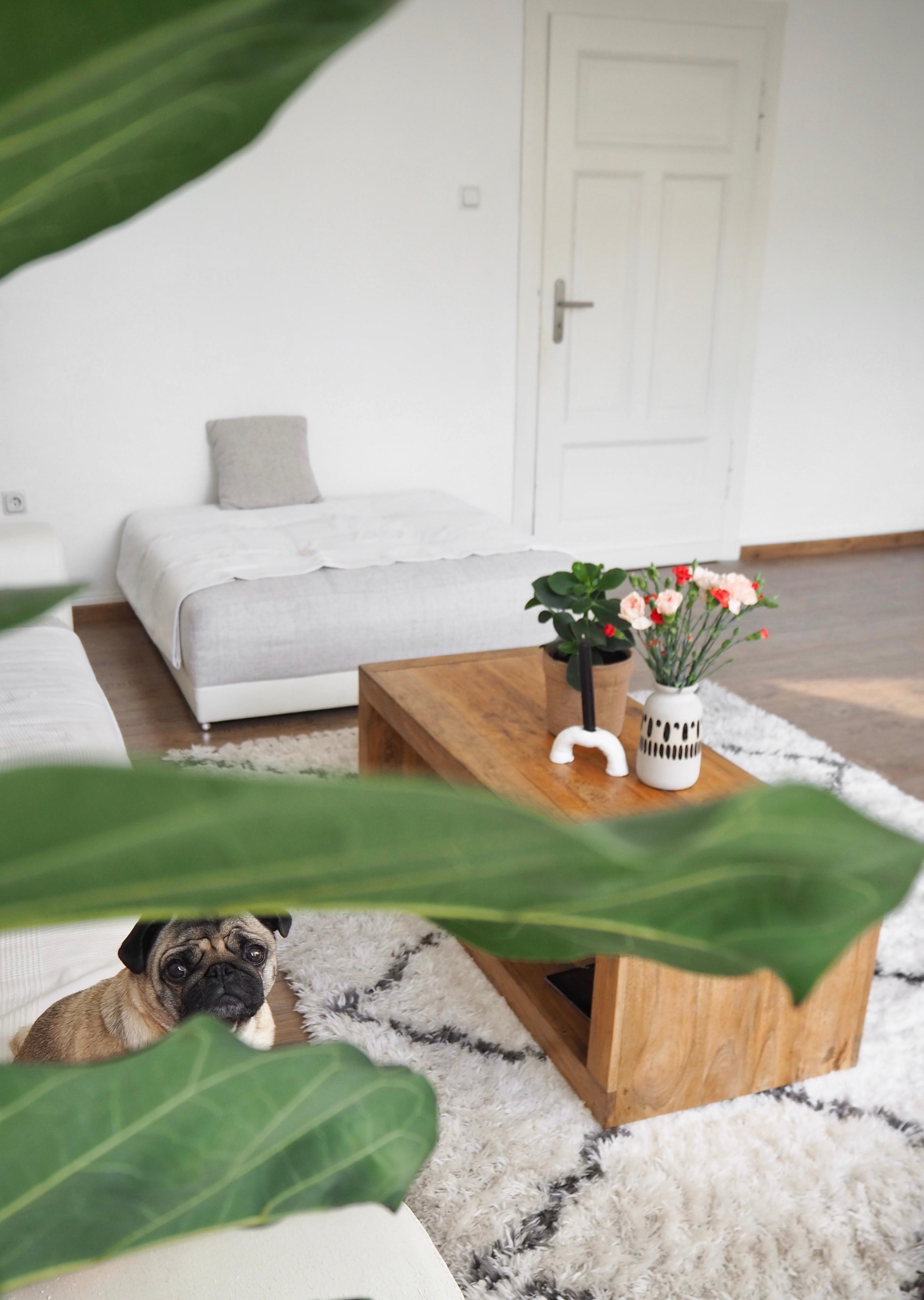 #wohnzimmer #couch #altbau #whitehome #pflanzenliebe #haustier #holz