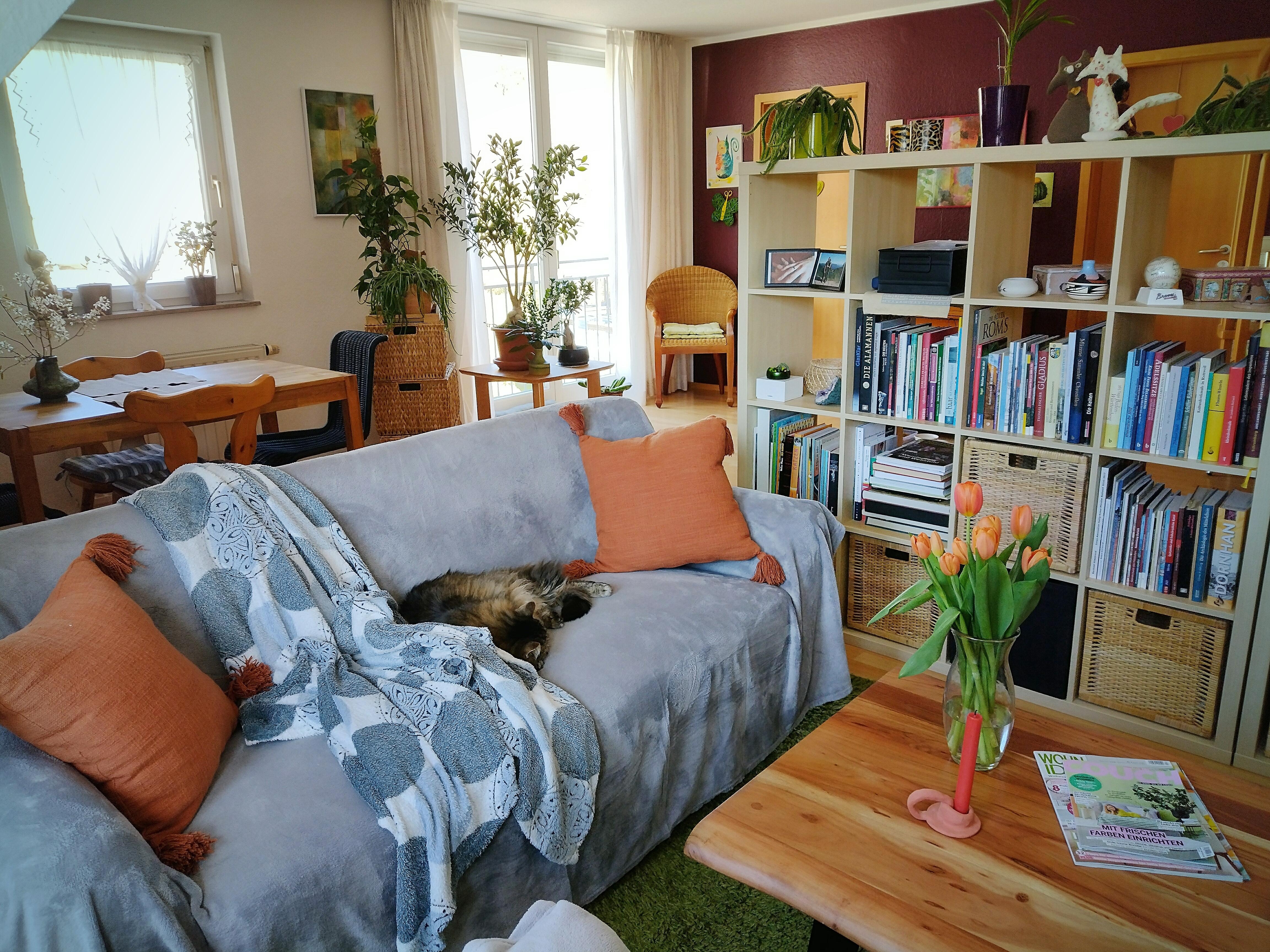 #wohnzimmer #couch #sofa #regal #raumtrenner #essecke #wohnecke #pflanzen #cosy 