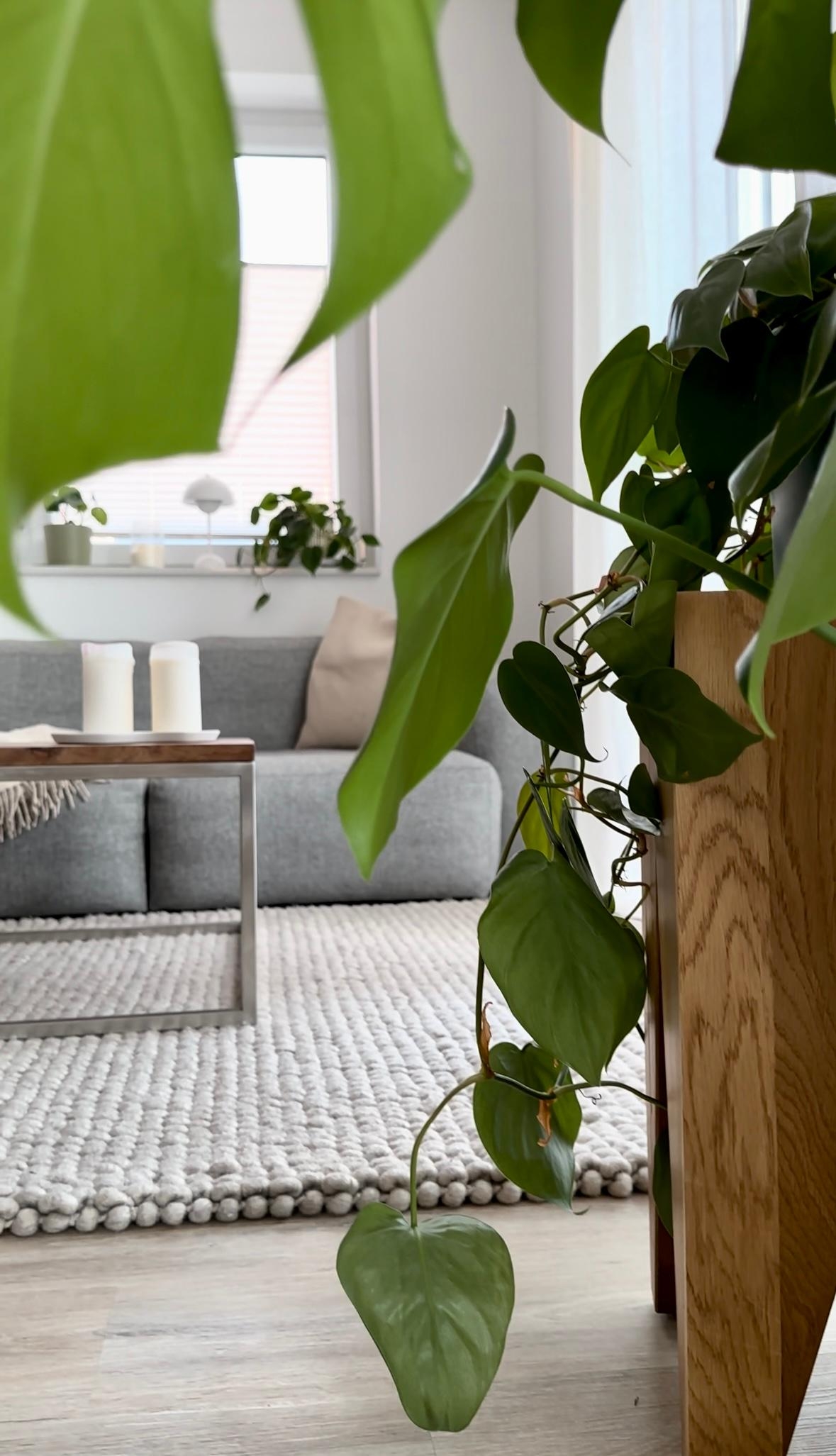 #wohnzimmer #couchtisch #holzhocker #dekoideen #pflanzen #pflanzenliebe #sofa #couch #couchliebt 