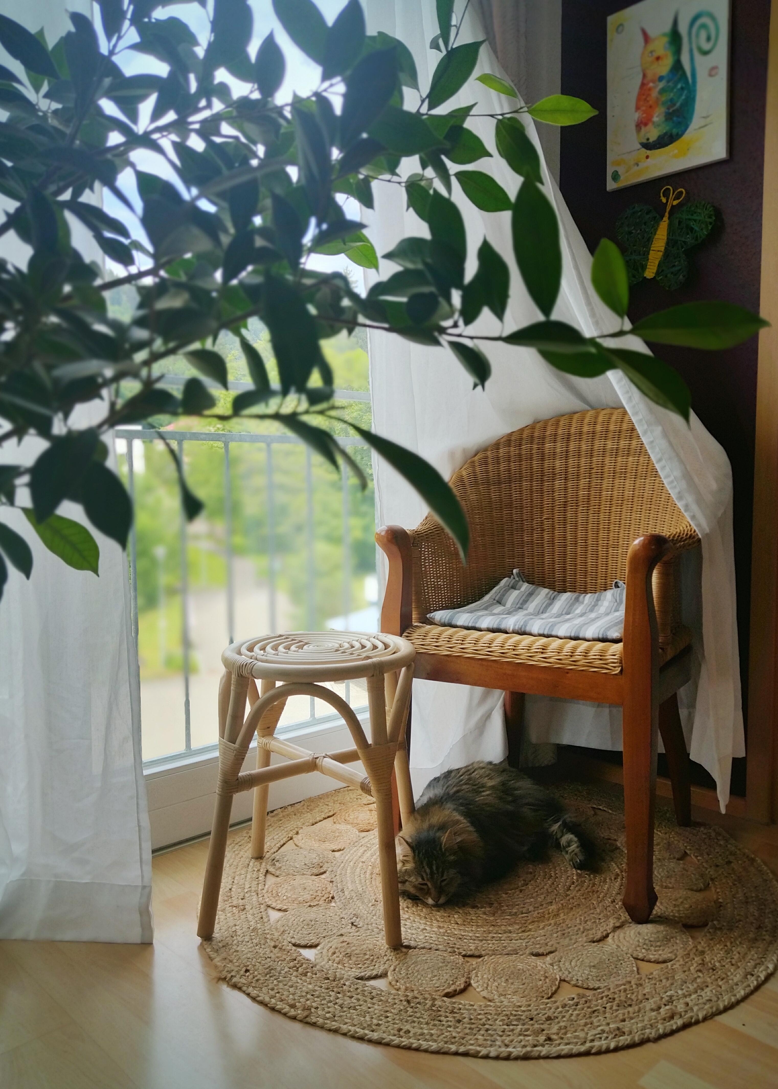 #wohnzimmer #details #boho #katze #teppich #vintagesessel #rattansessel #holzhocker #sleepingcat #diymalerei #vorhang #zimmerpflanze