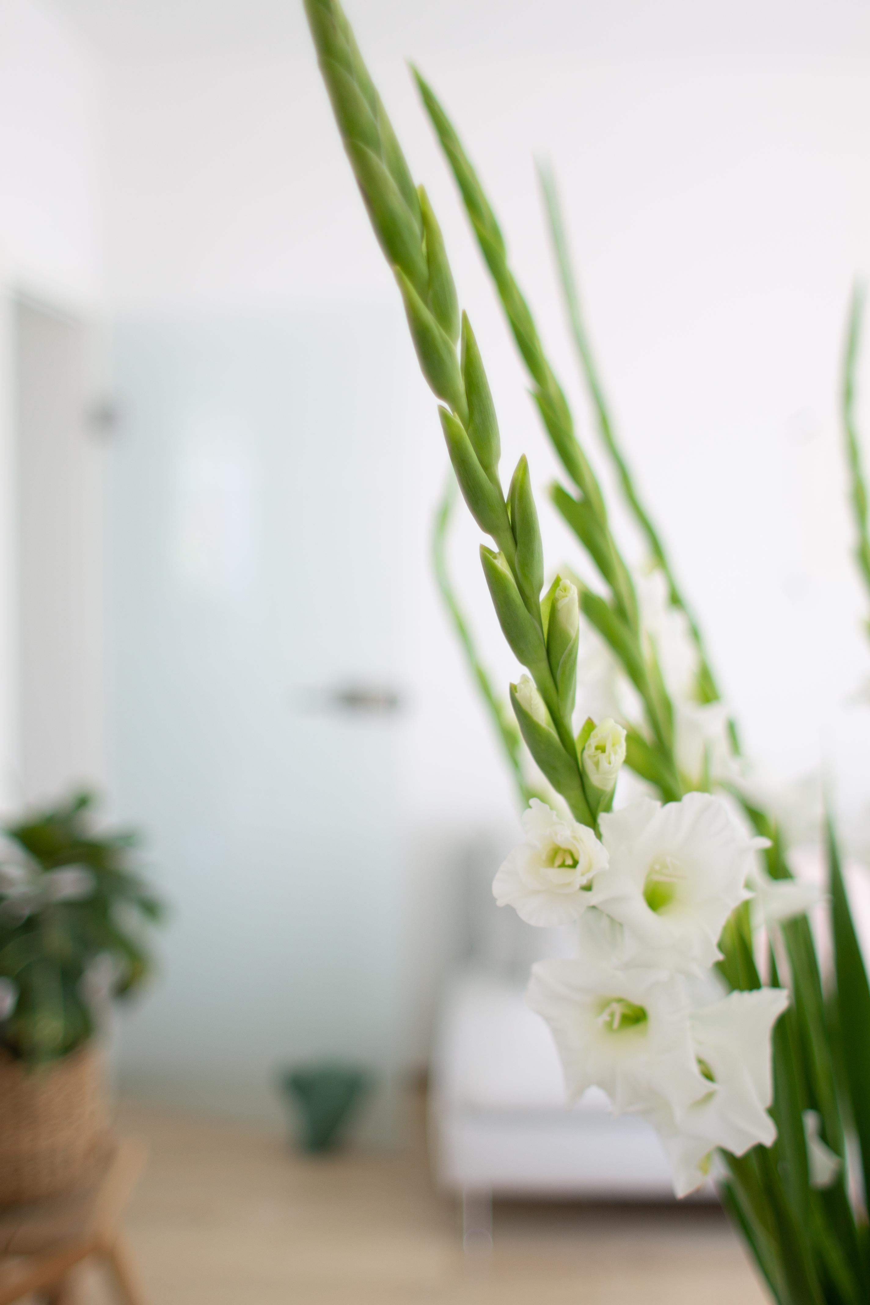 #wohnzimmer #freshflowers #ikea #gladiolen #schönesleben
