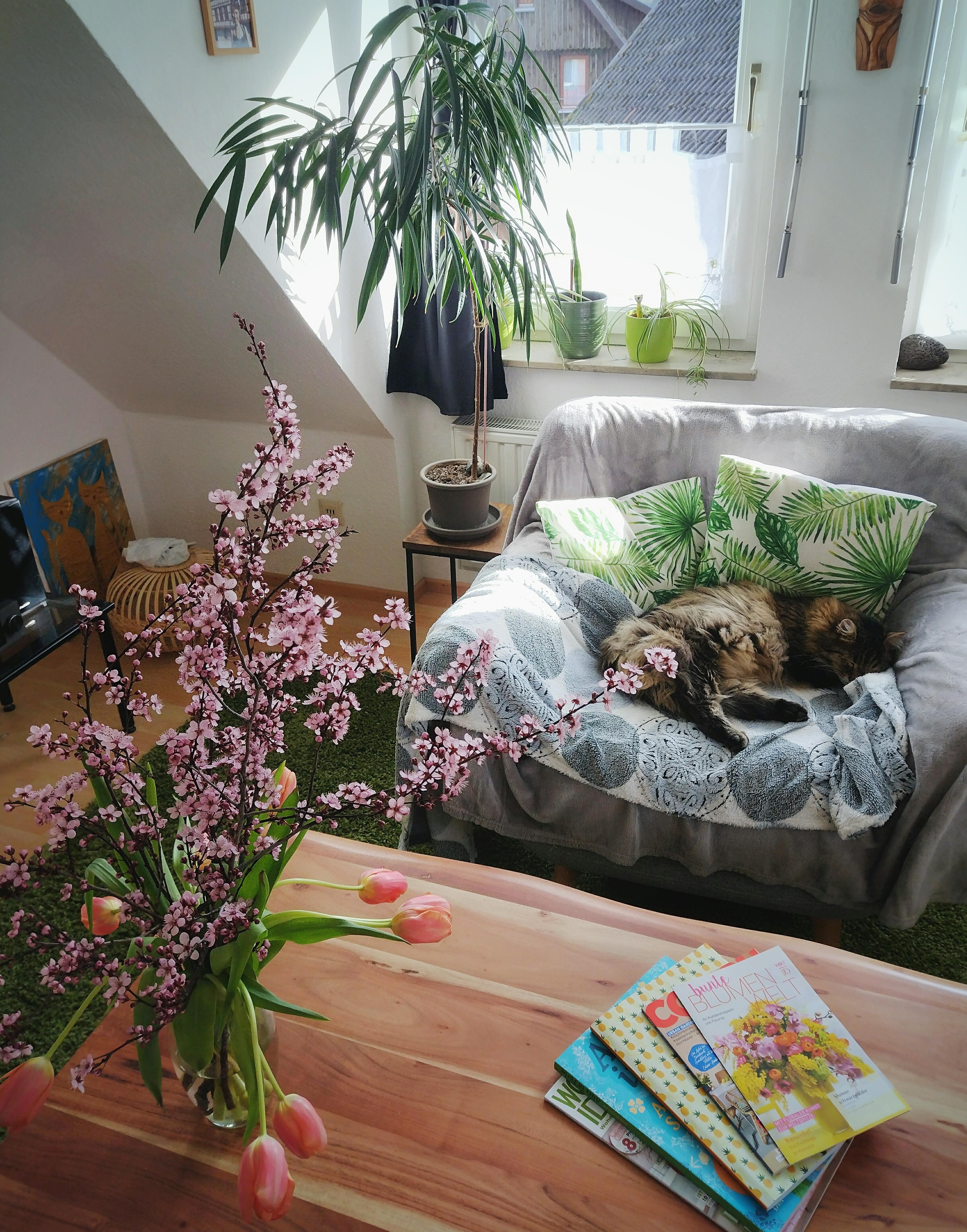#wohnzimmer #katze #sessel #couchtisch #zweige #tulpen #pflanzenliebe #frischeblumen #blumenliebe #tierliebe #pflanzen