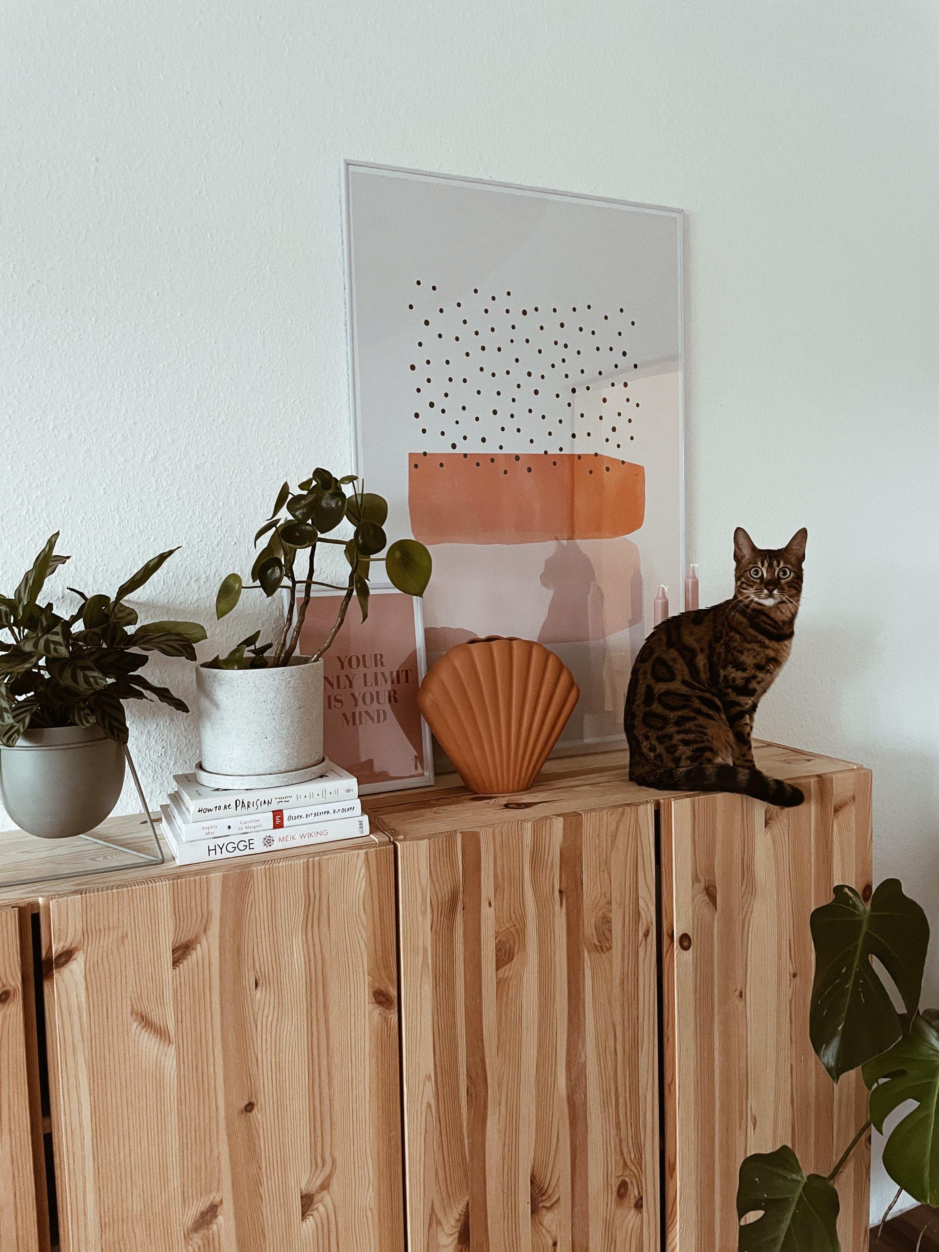 Wohnzimmer-Lieblinge 🧡
#wohnzimmer #farbenfroh #couchstyle #livingroom #plants #catmom 