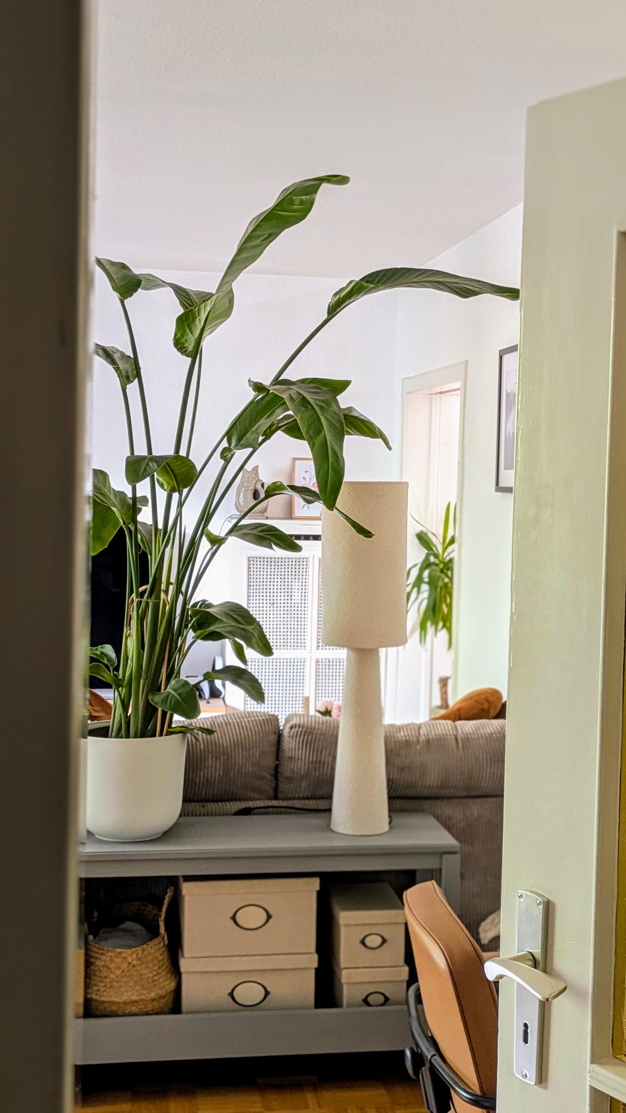 #wohnzimmer #livingwithplants #boho #urbanjungle #zimmerpflanze