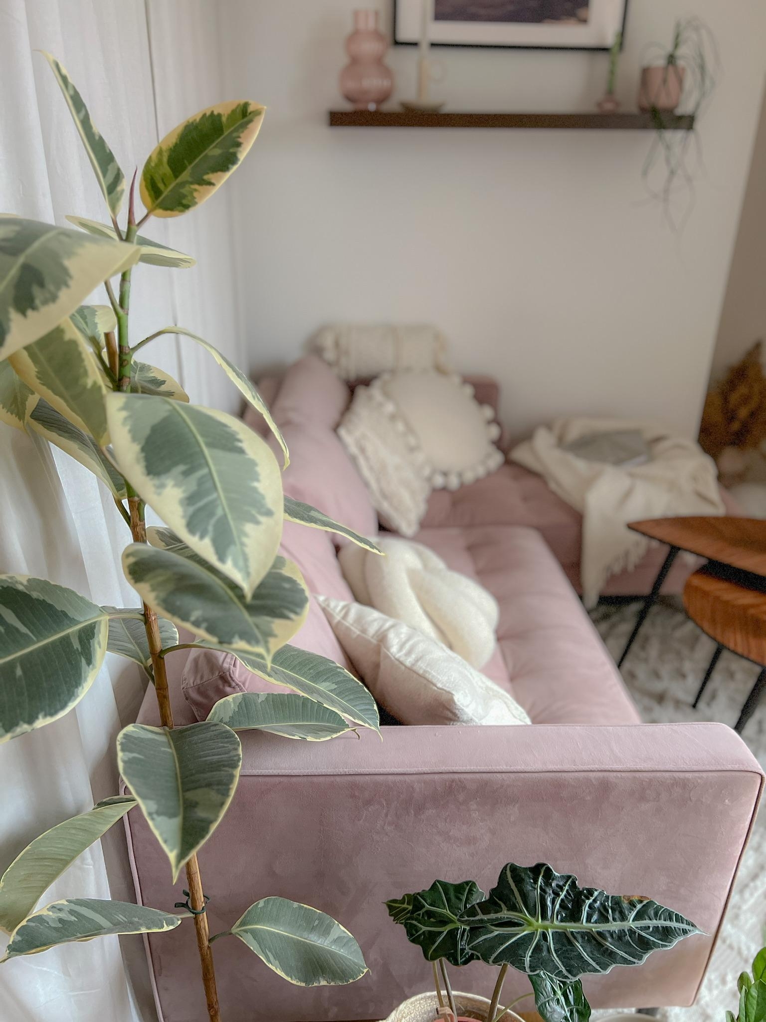 #wohnzimmer #plants #pflanzen #gemütlich #couch #rosa